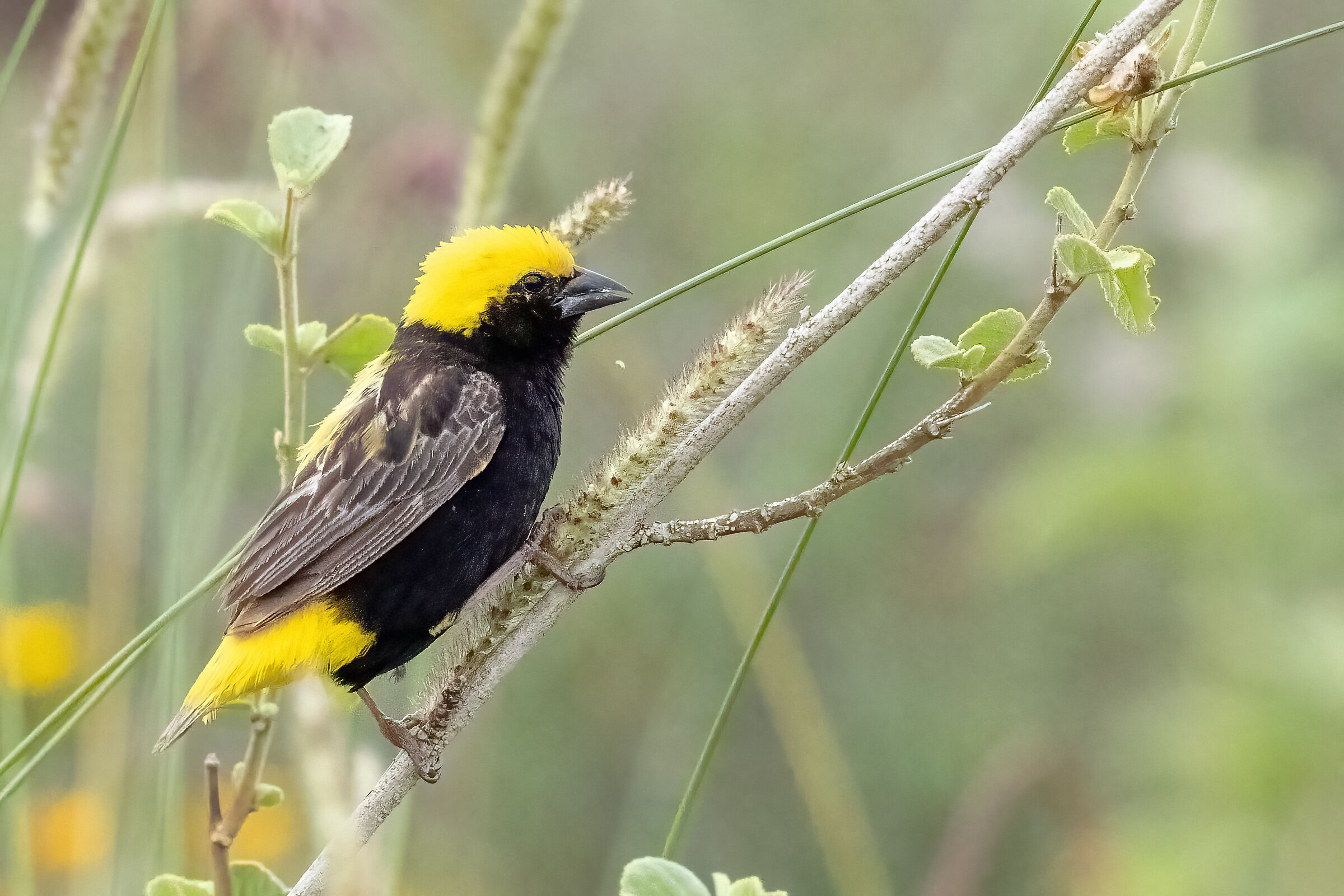 Tessitore (da confermare)