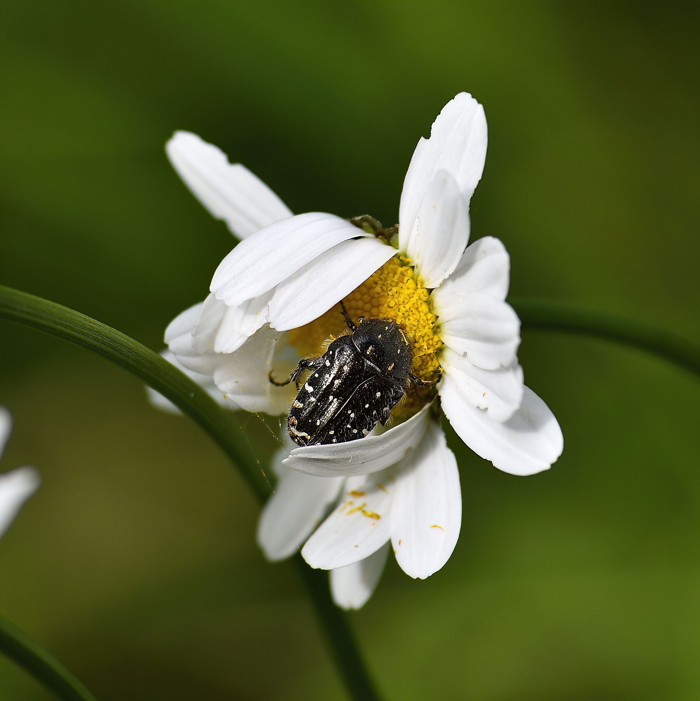 Maggiolino ingordo ...