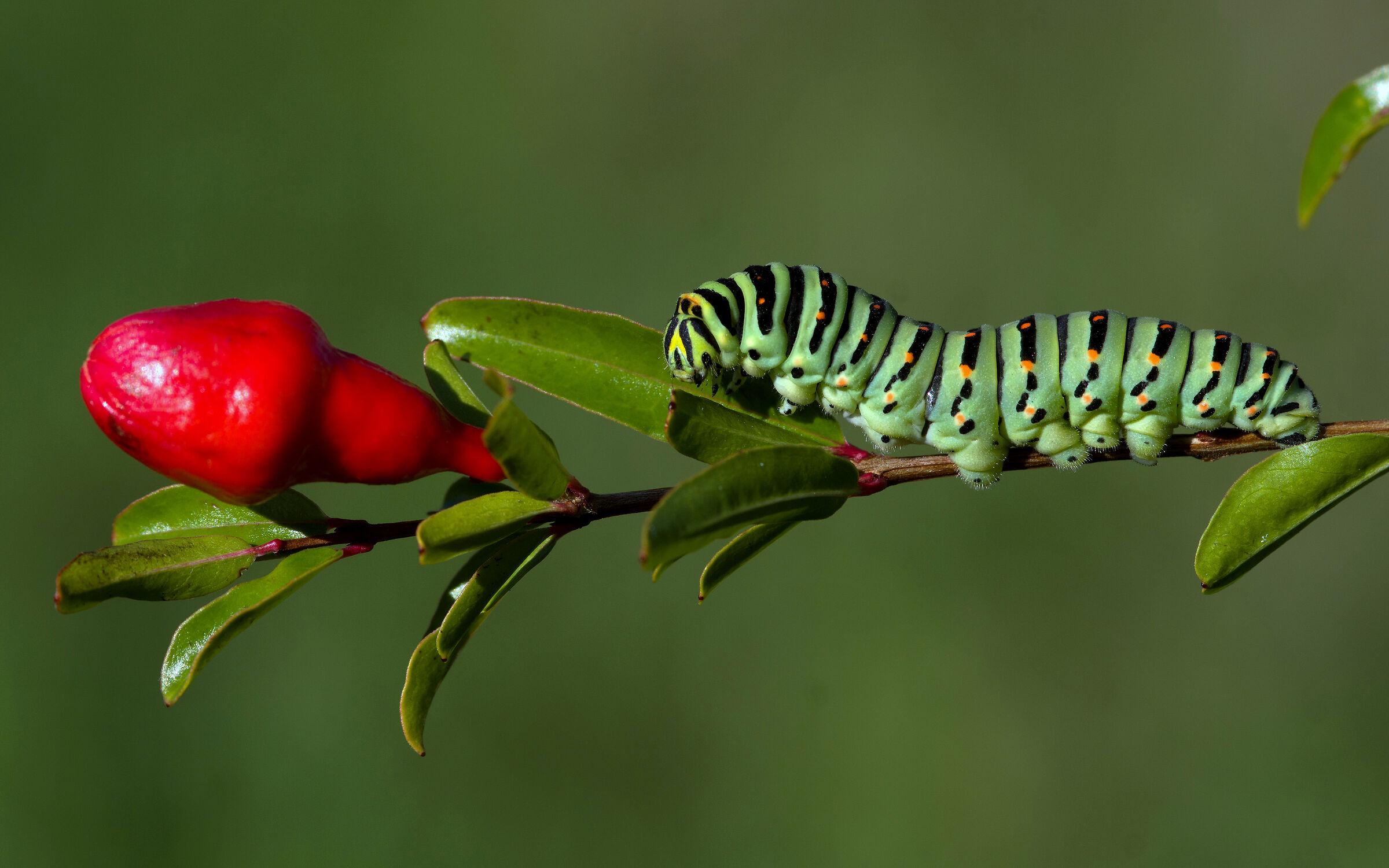 Macau caterpillar on pomegranate