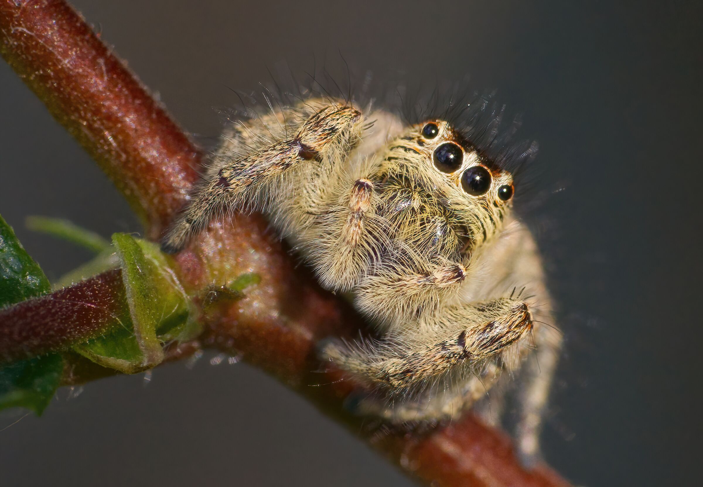 What big eyes you have