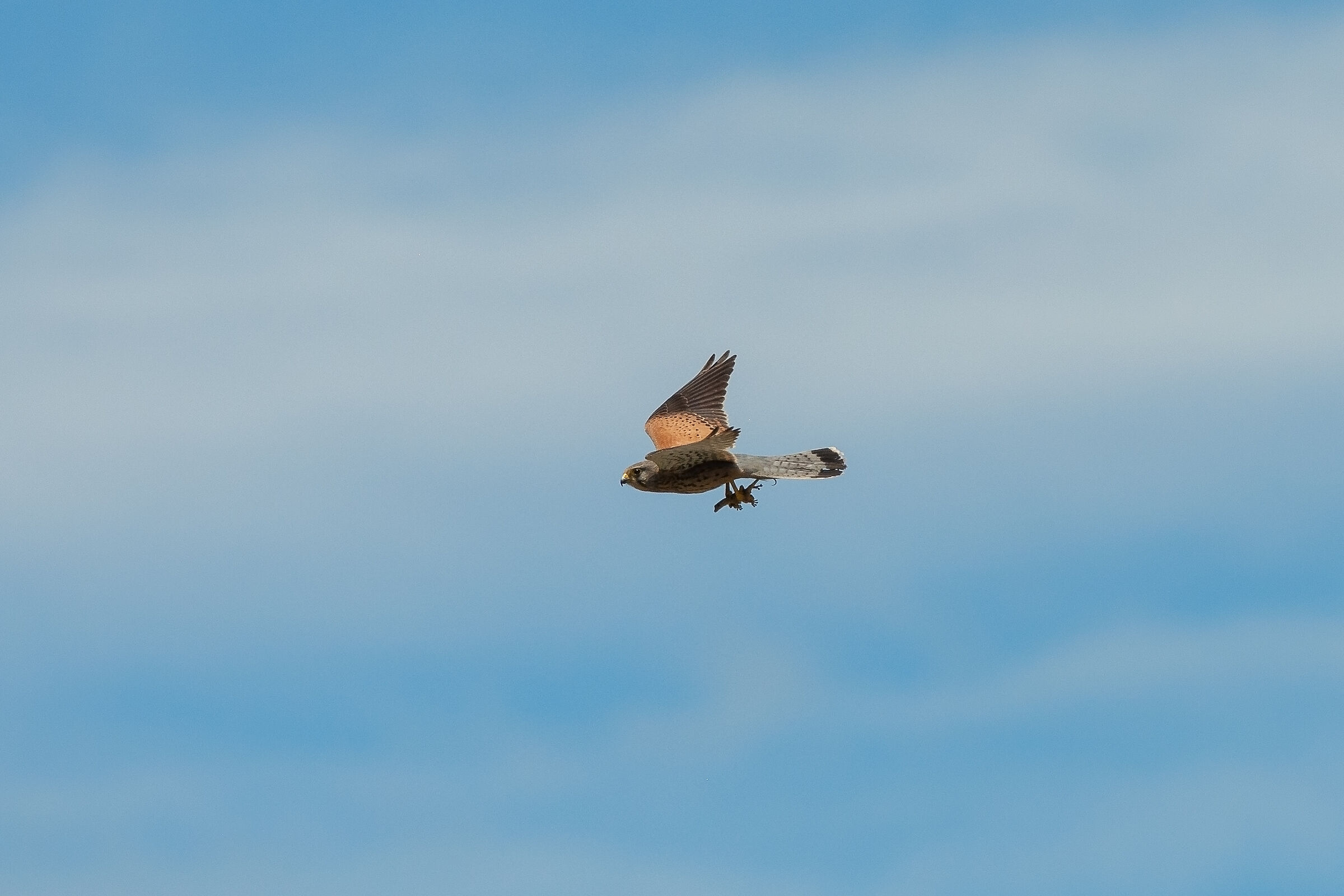 kestrel