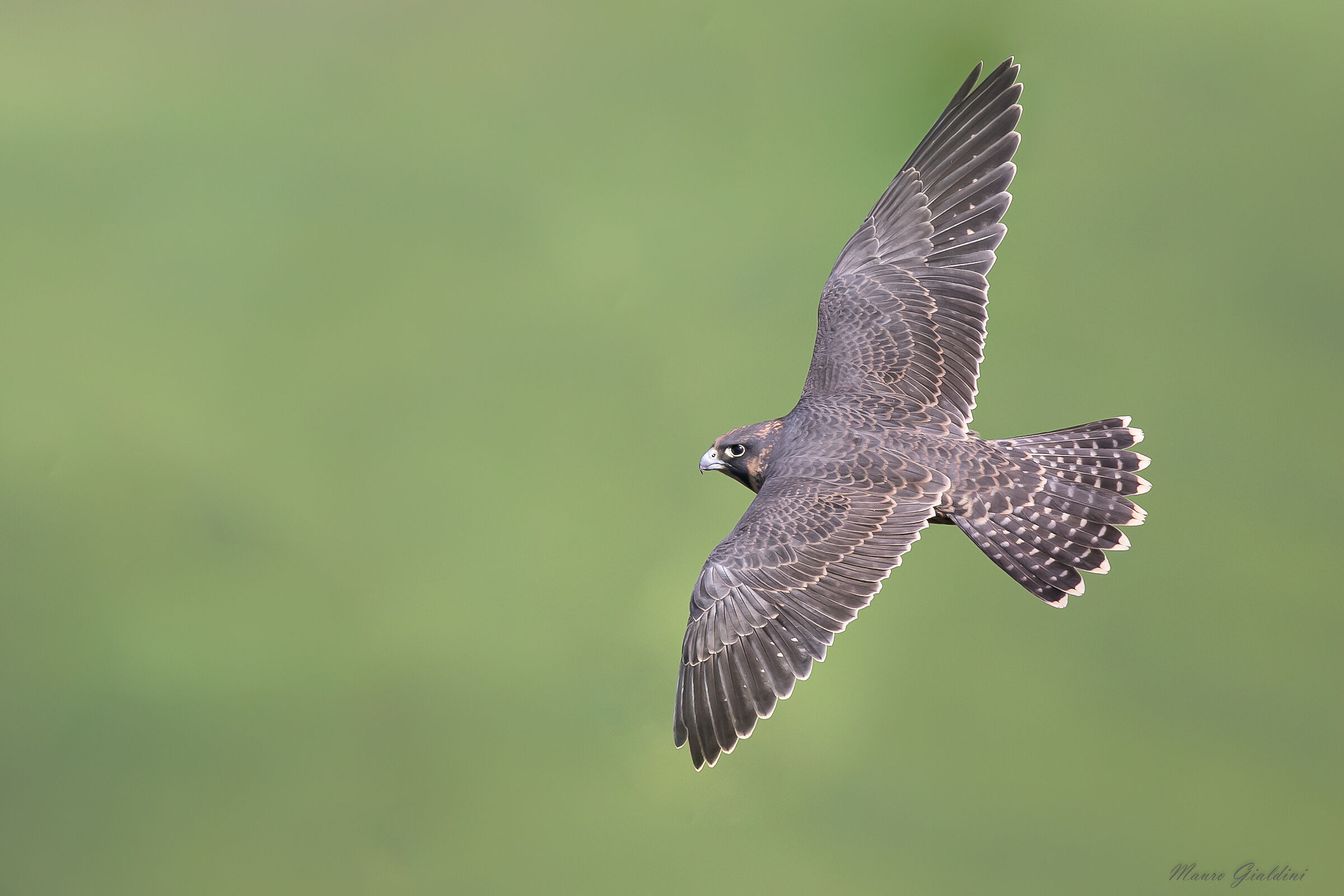 peregrine