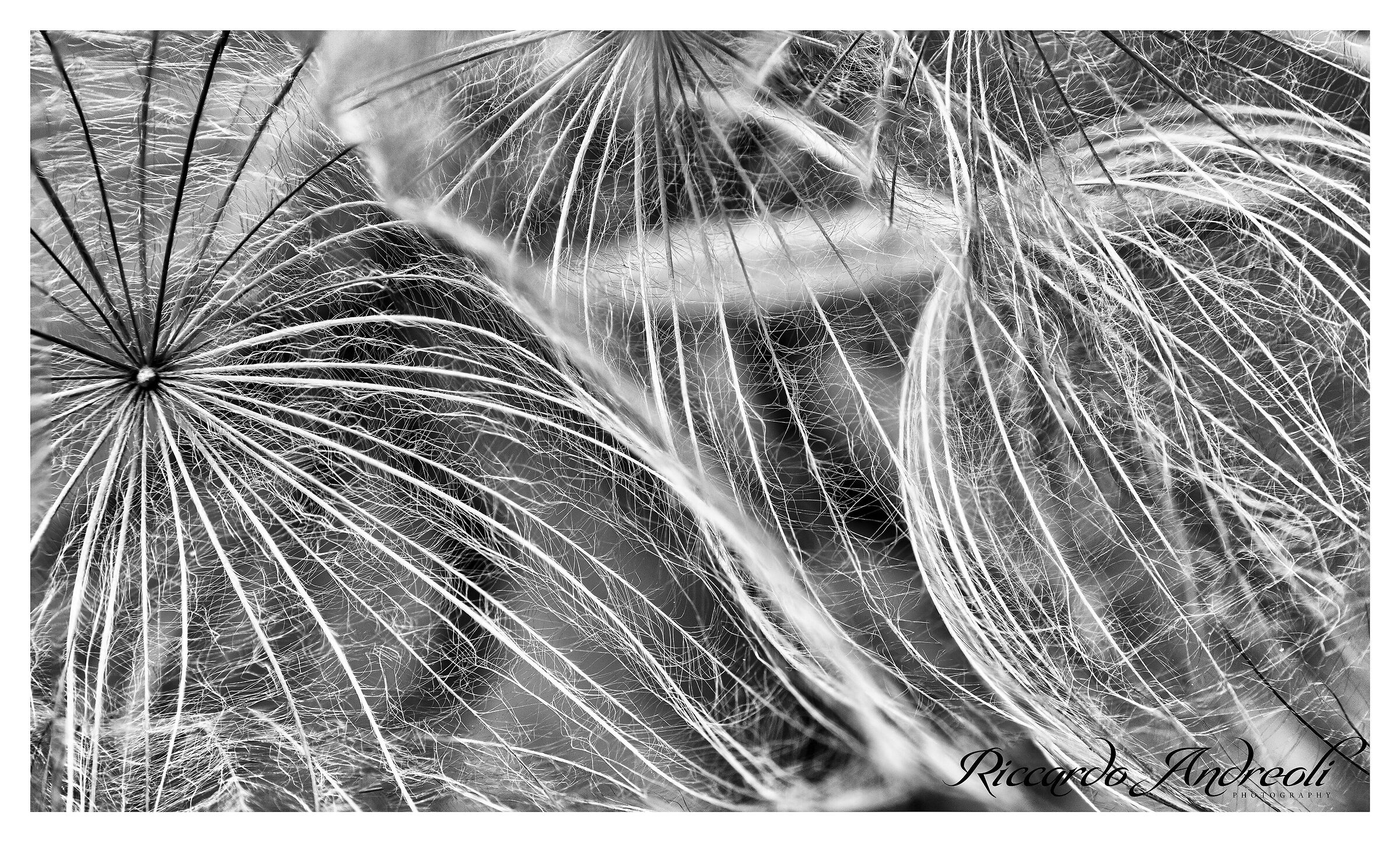 White-bellied Tragopogon