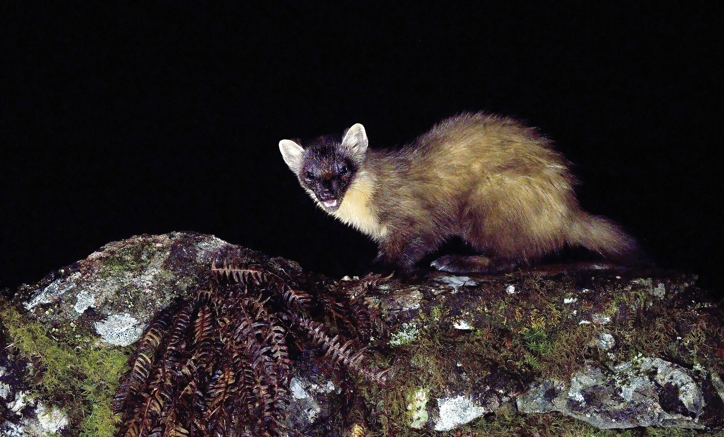 Pine Marten