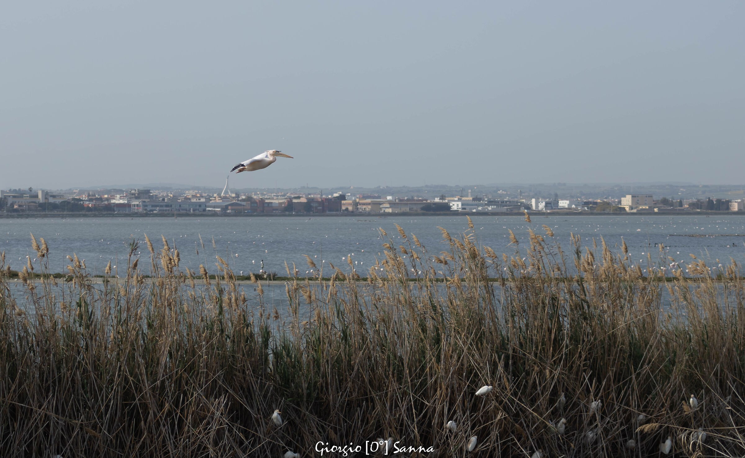 pelican