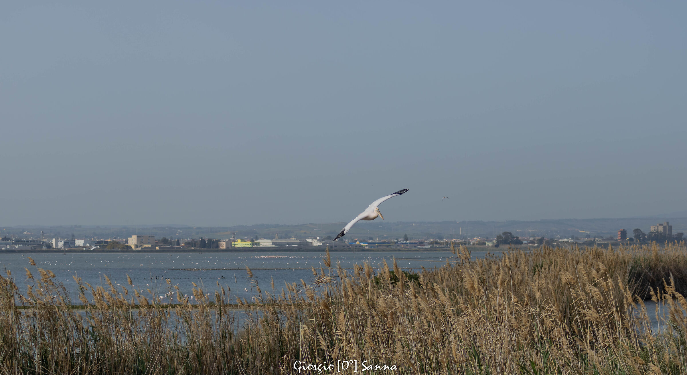 pelican