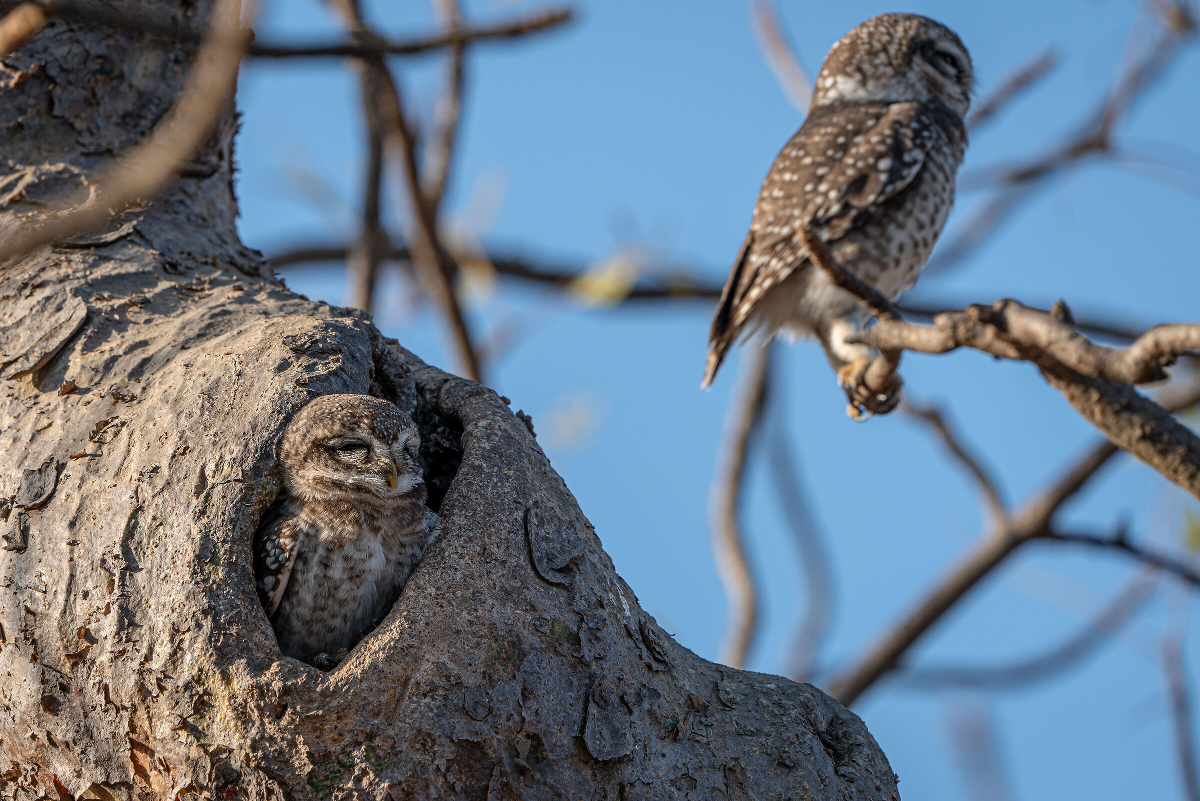 Due civette in Gujarat