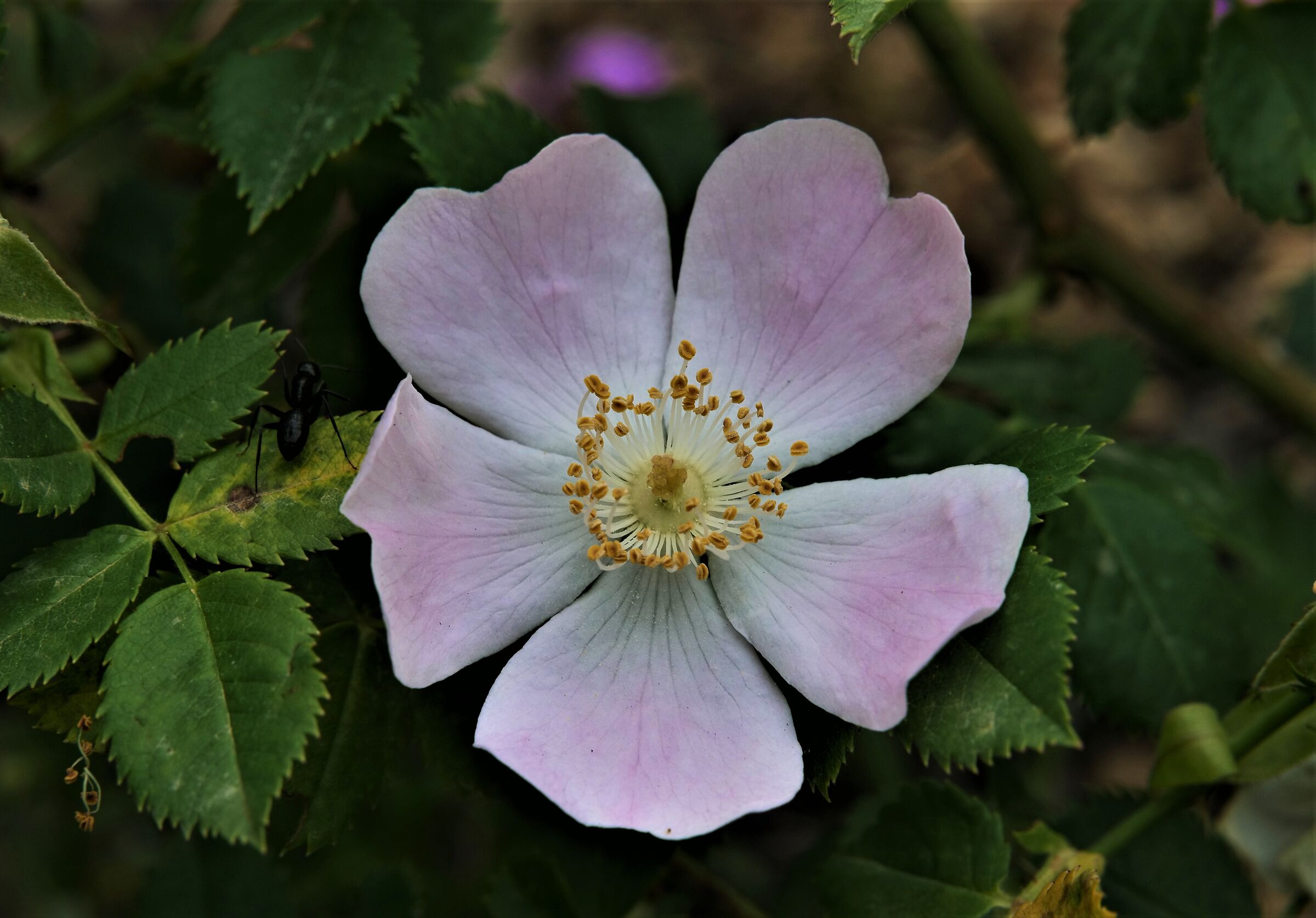 rosa canina