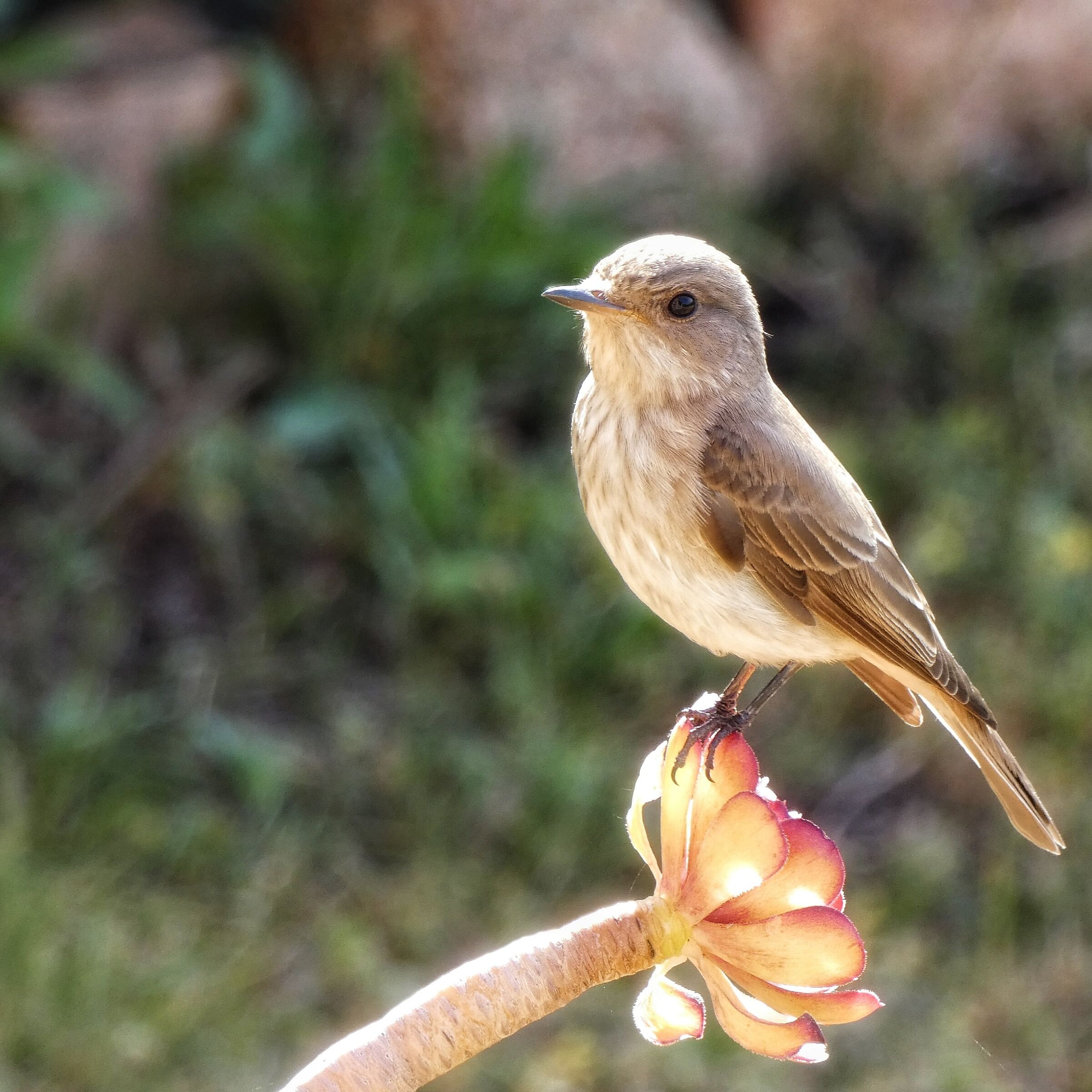 Morning flycatcher
