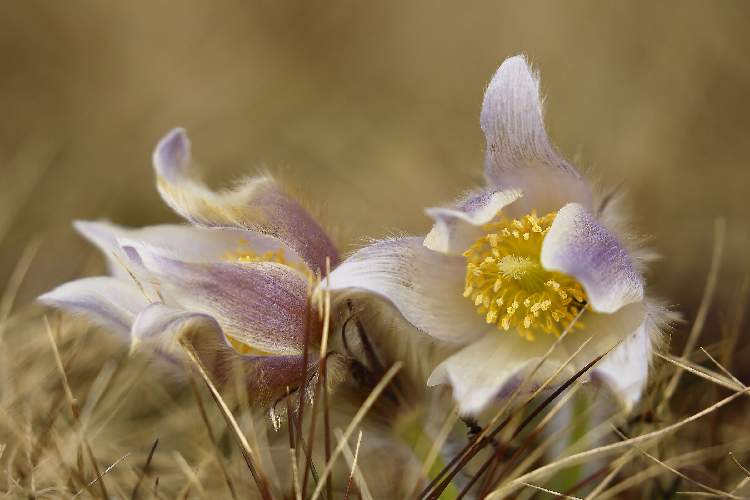 È l'anno degli anemoni