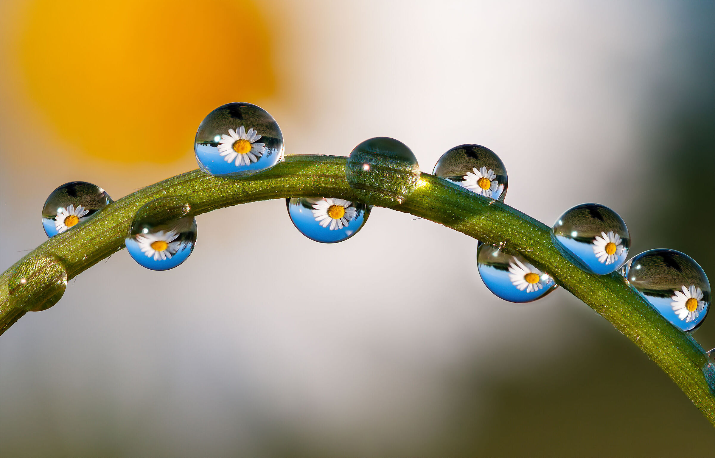 Margherita nelle gocce