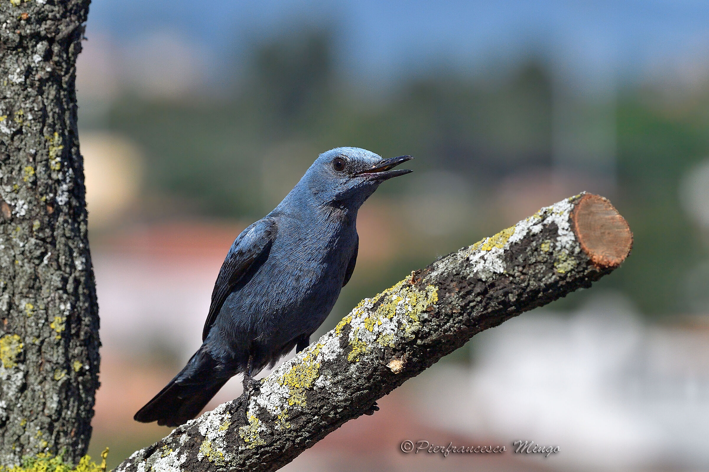 passero solitario sul terrazzo