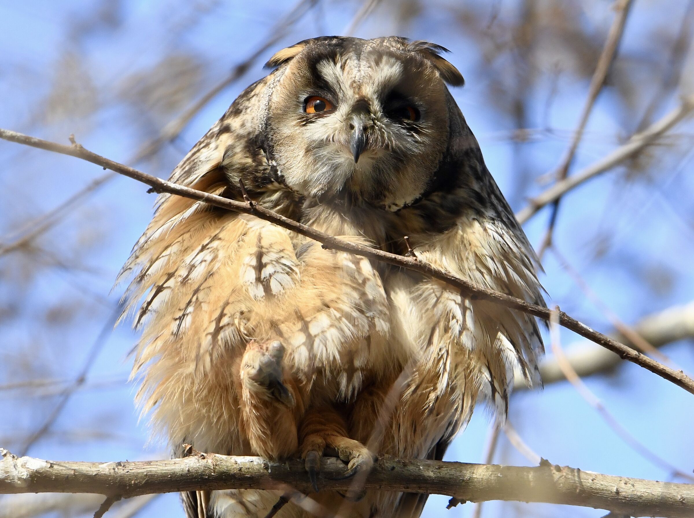 Shaggy Owl (Anacletus)