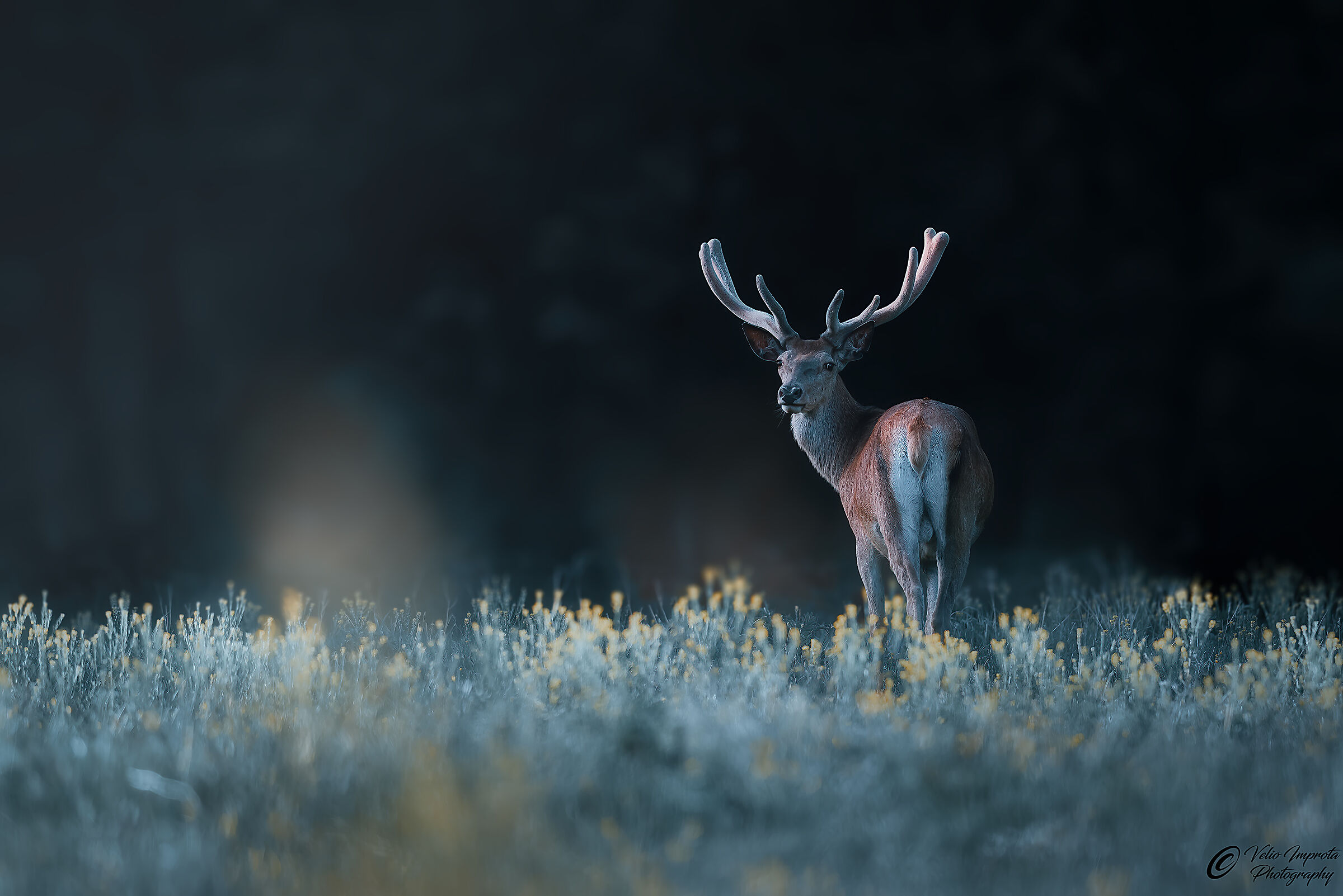 Il principe alla fredda alba