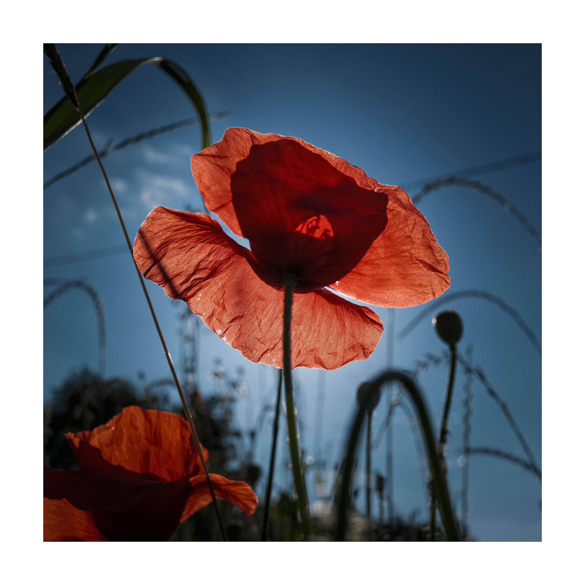 papaveri in controluce ...