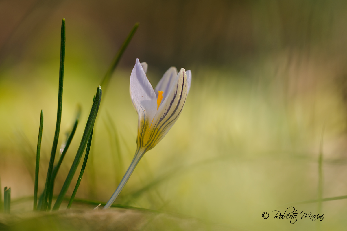 nel bosco dei cento acri