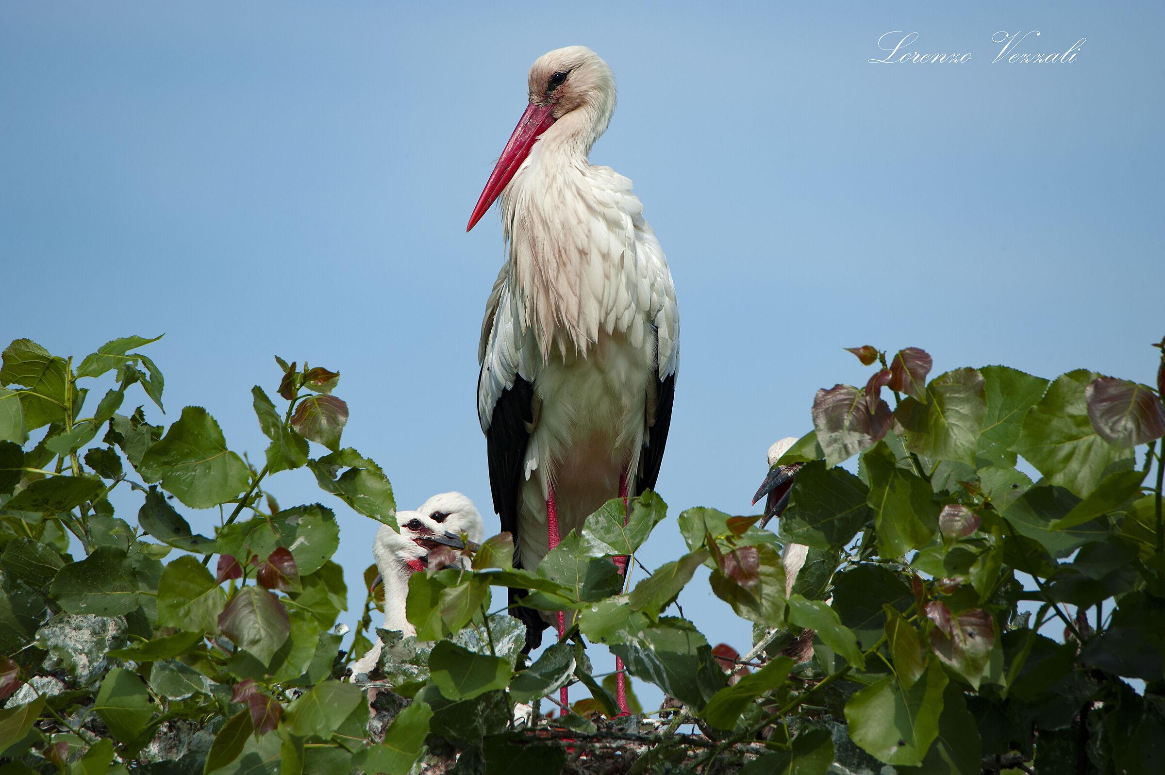 Il nido della cicogna