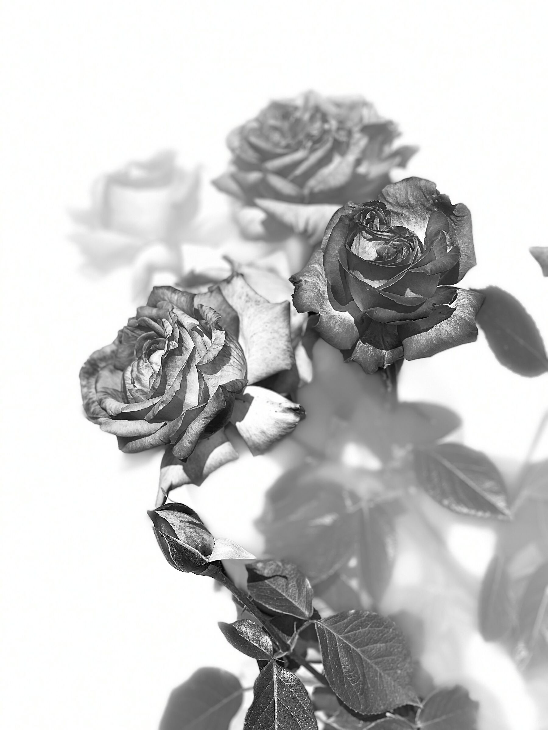 Rosa