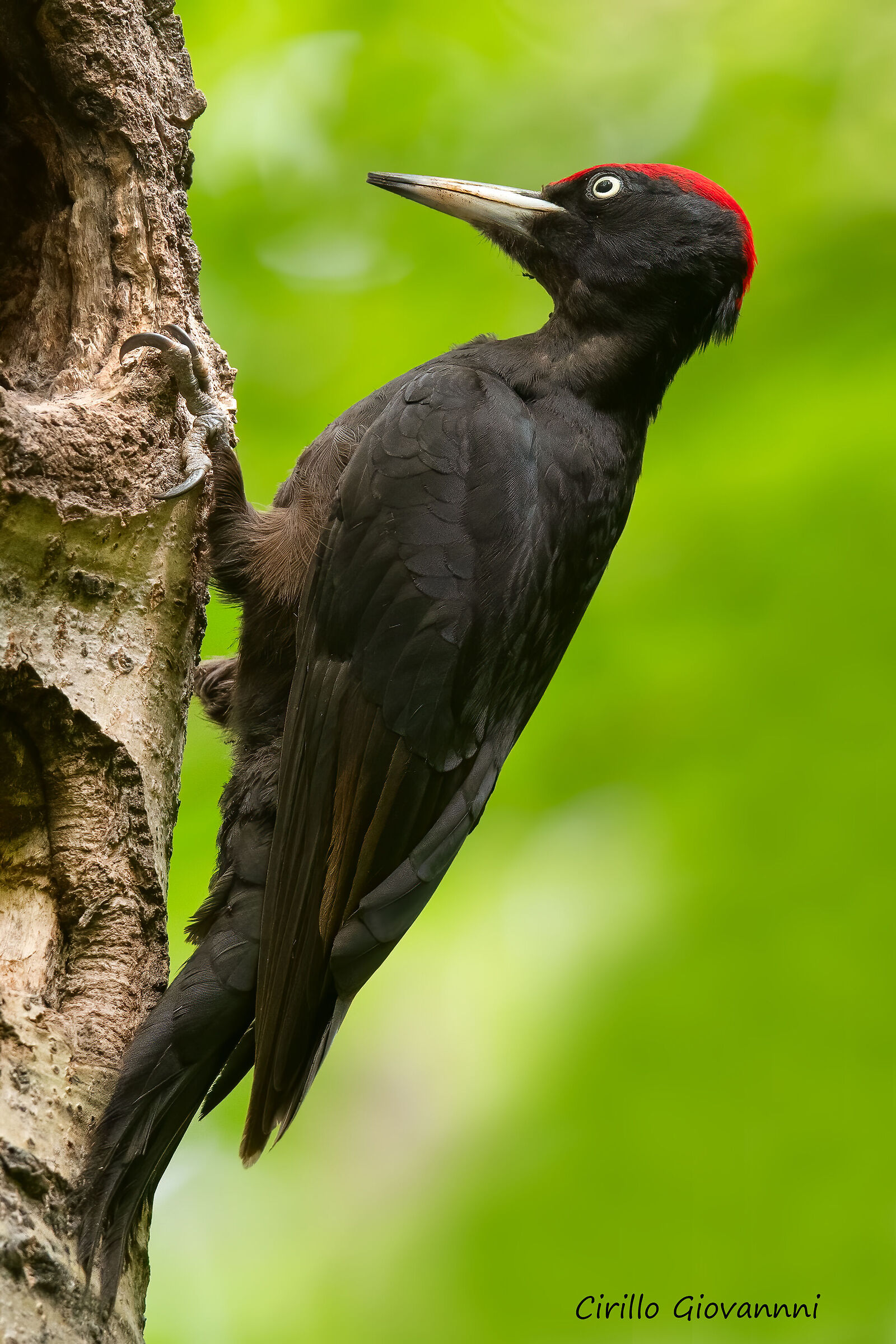 black woodpecker