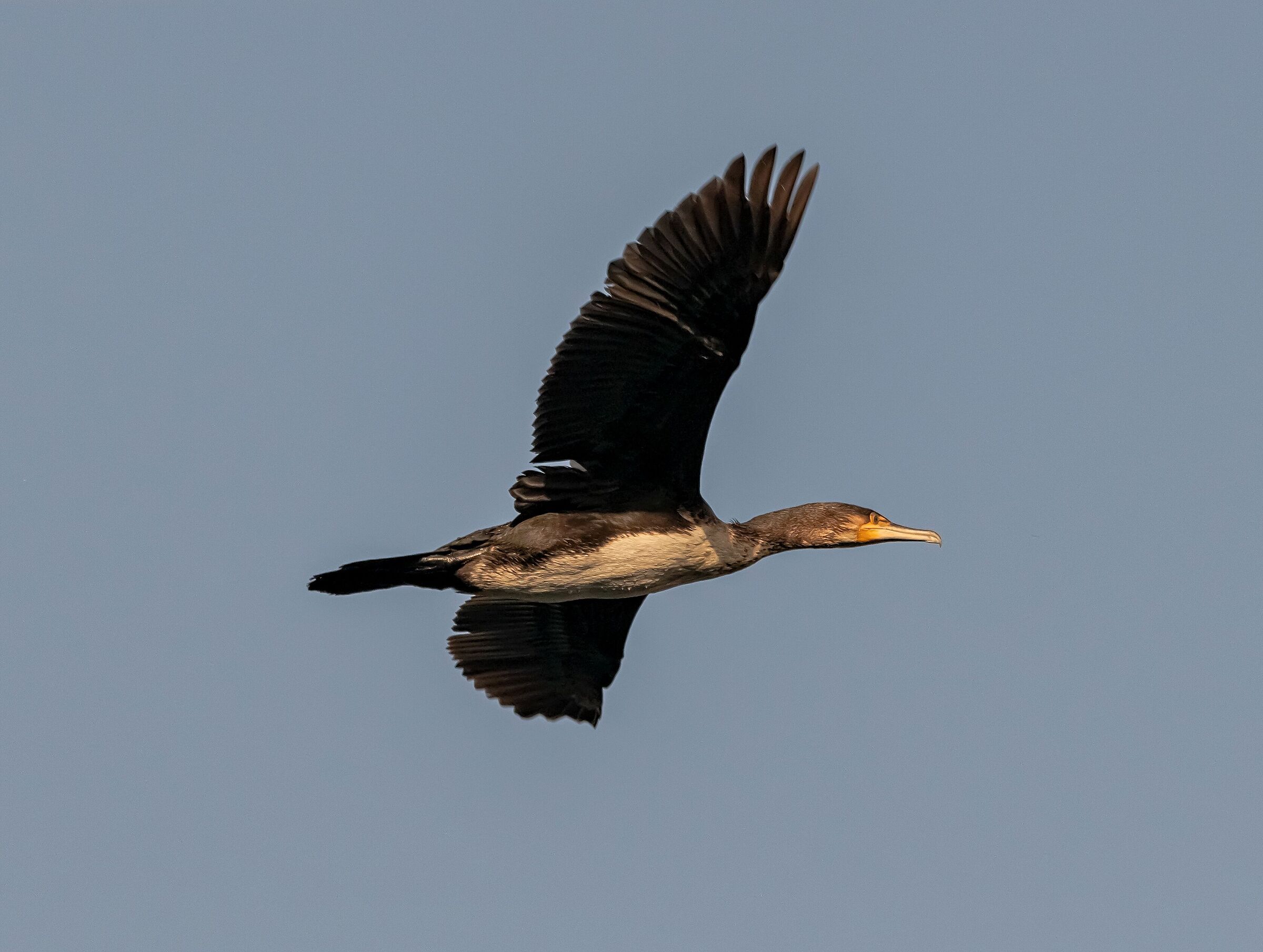 Cormorant flying on the Adda River 25/02/2021