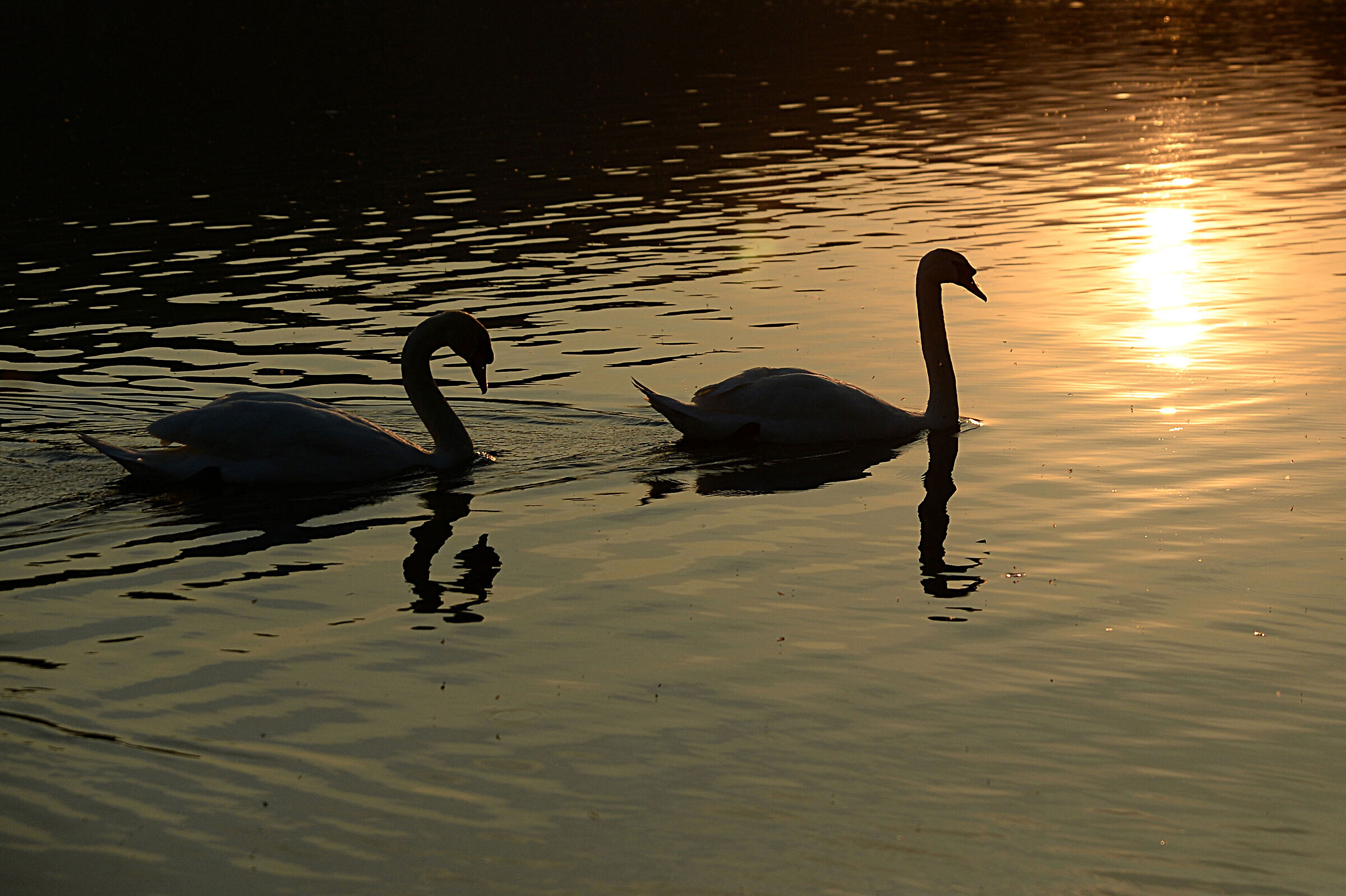 Sunset on the Adda with swans