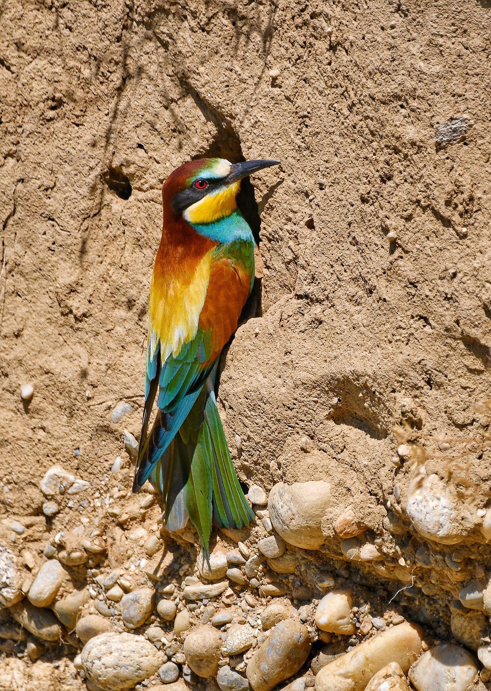 bee-eater