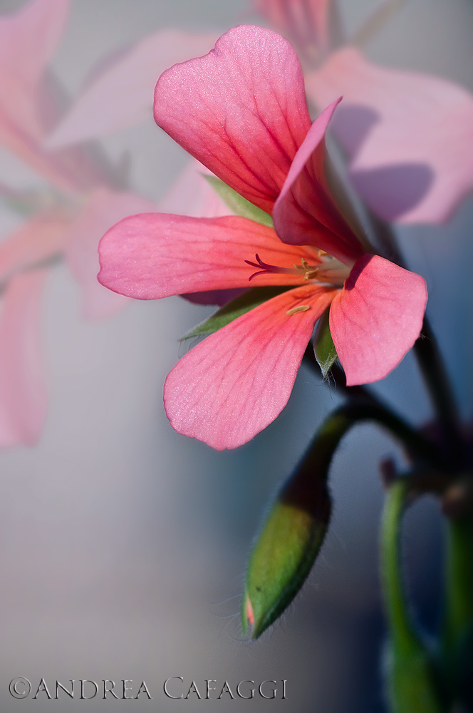 Pelargonium/Geranio