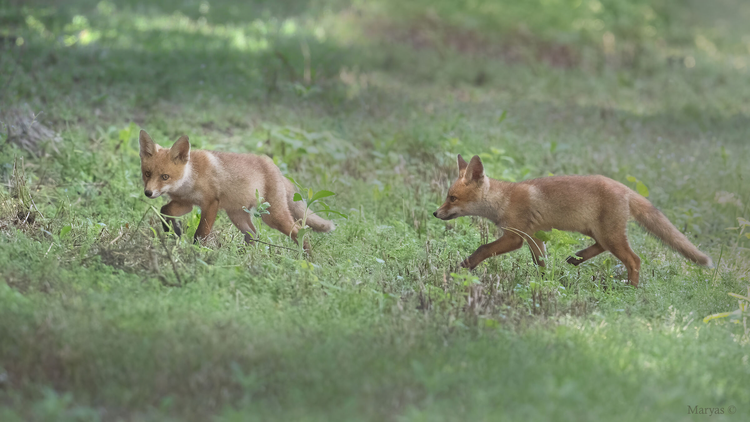 Volpacchiotti - Wikipedia