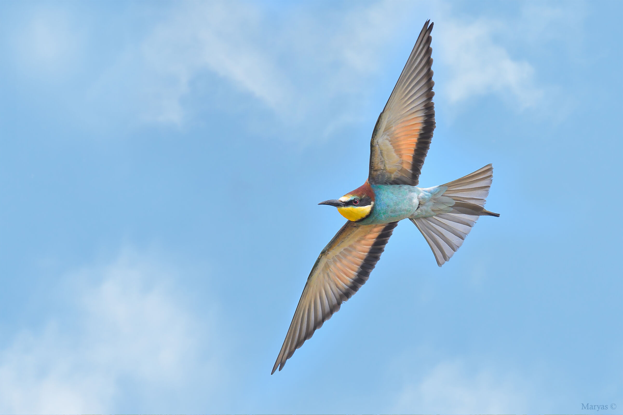 With wings explained