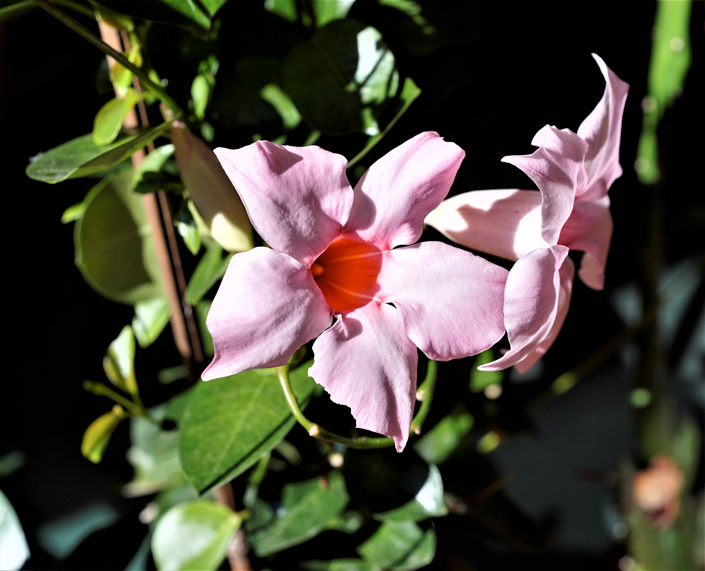 Fiori