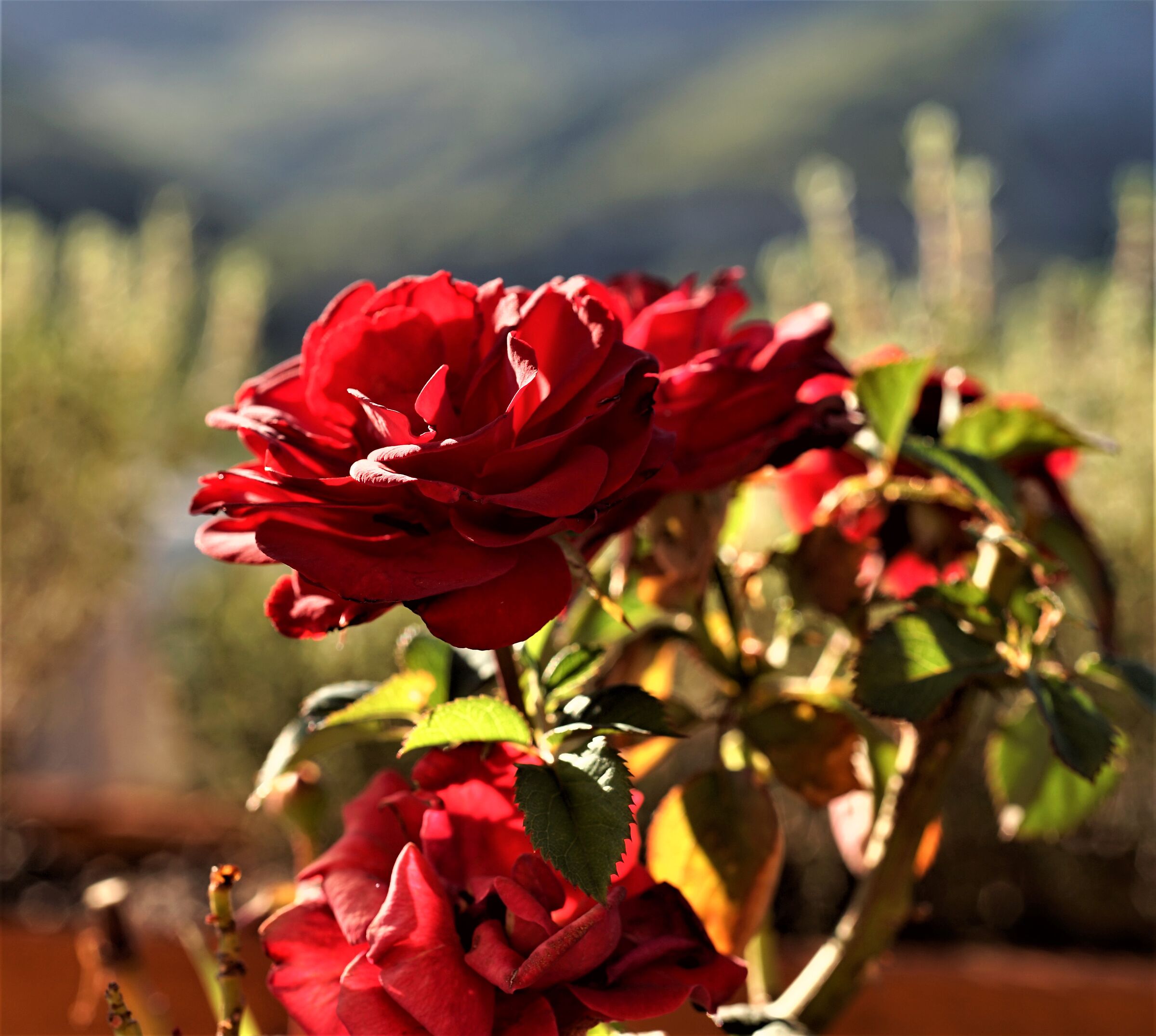 Fiori
