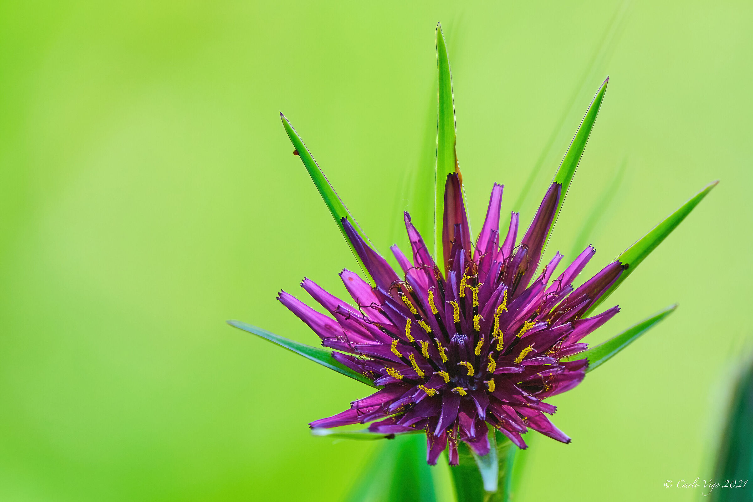 Barba di becco (Tragopogon porrifolius)