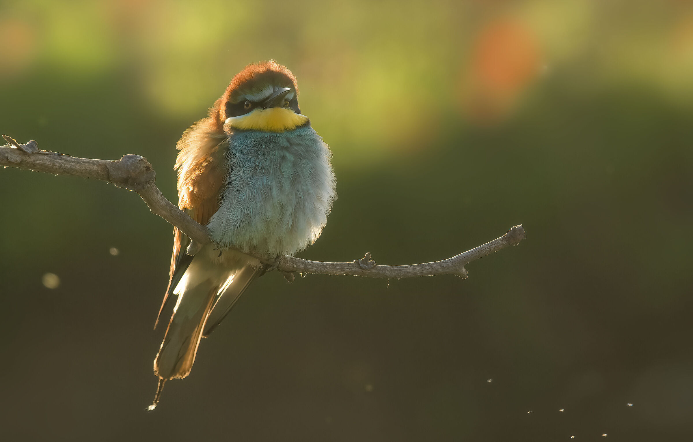 bee-eater