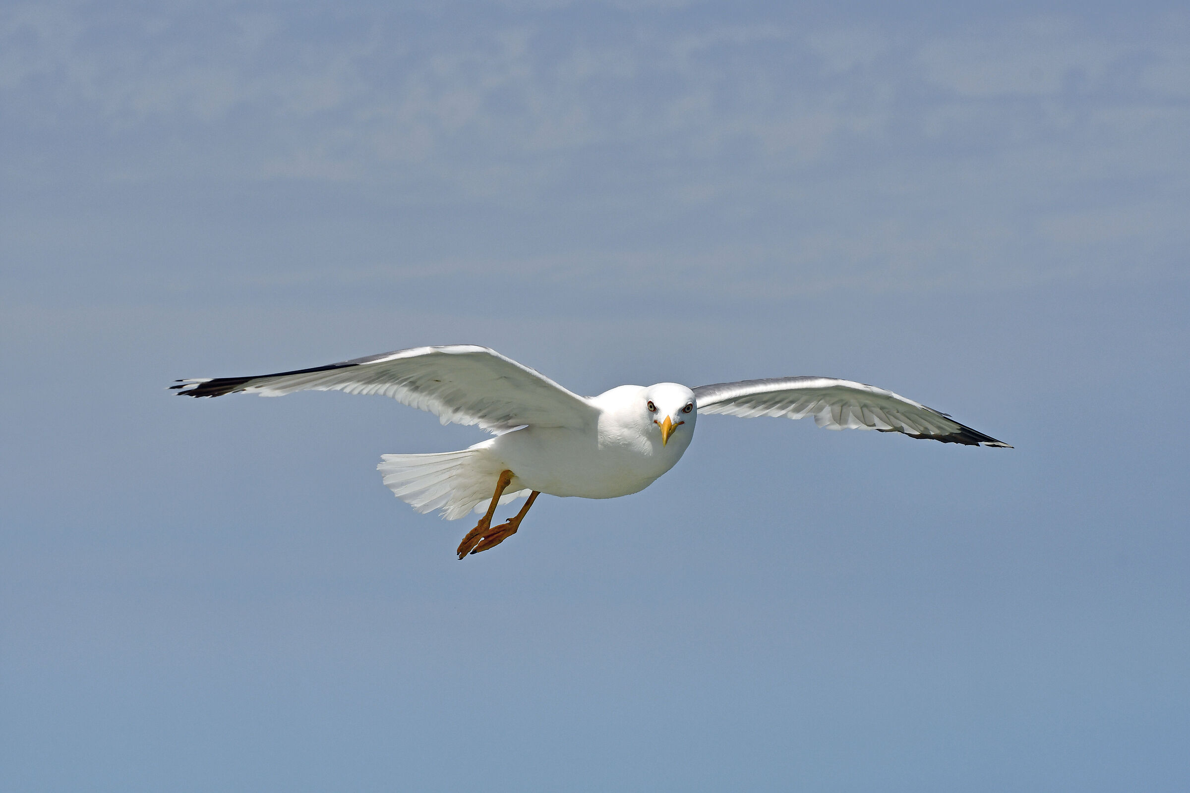 E come un gabbiano in volo