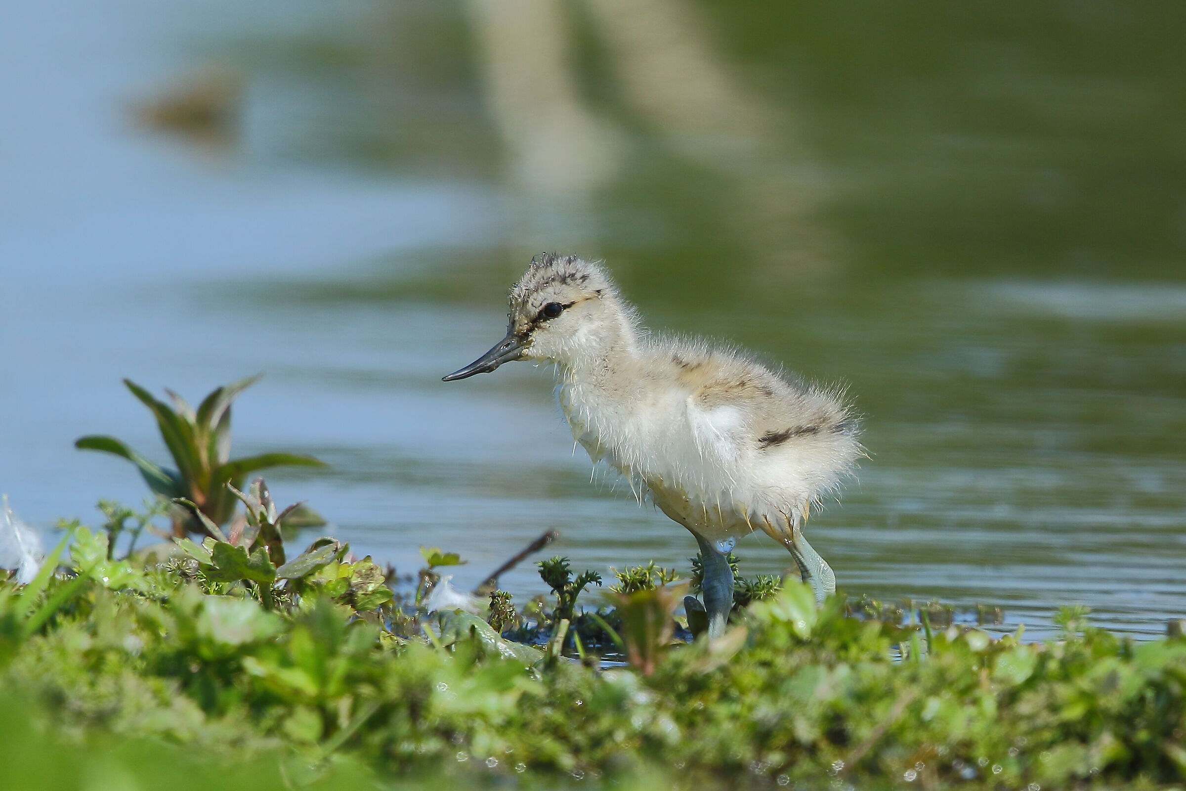 Baby Avocetta