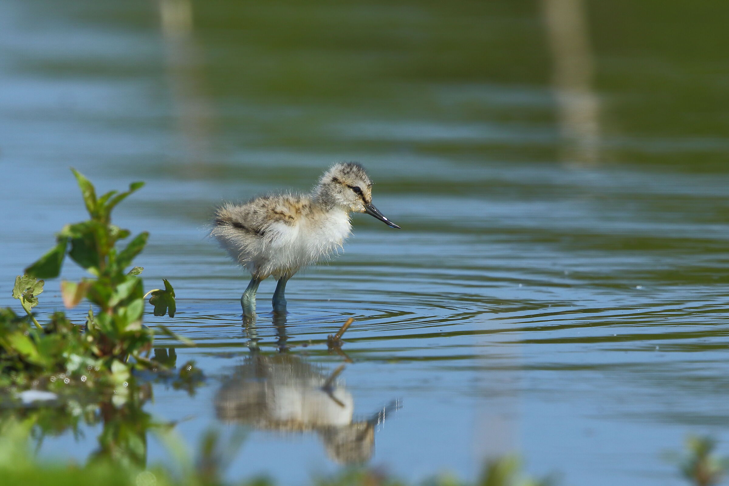 Baby Avocet