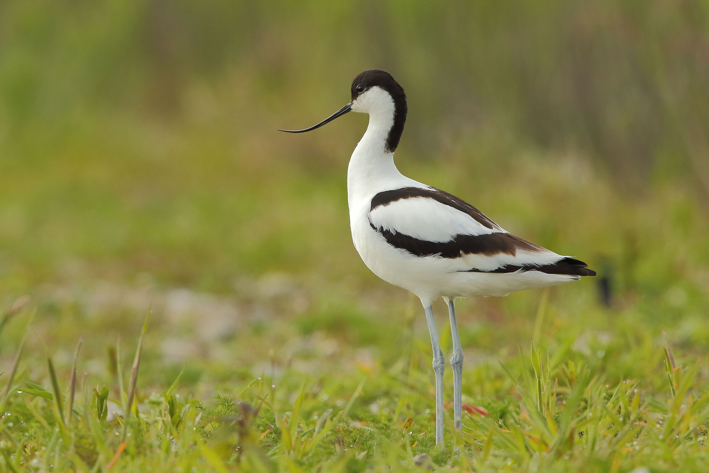 avocet