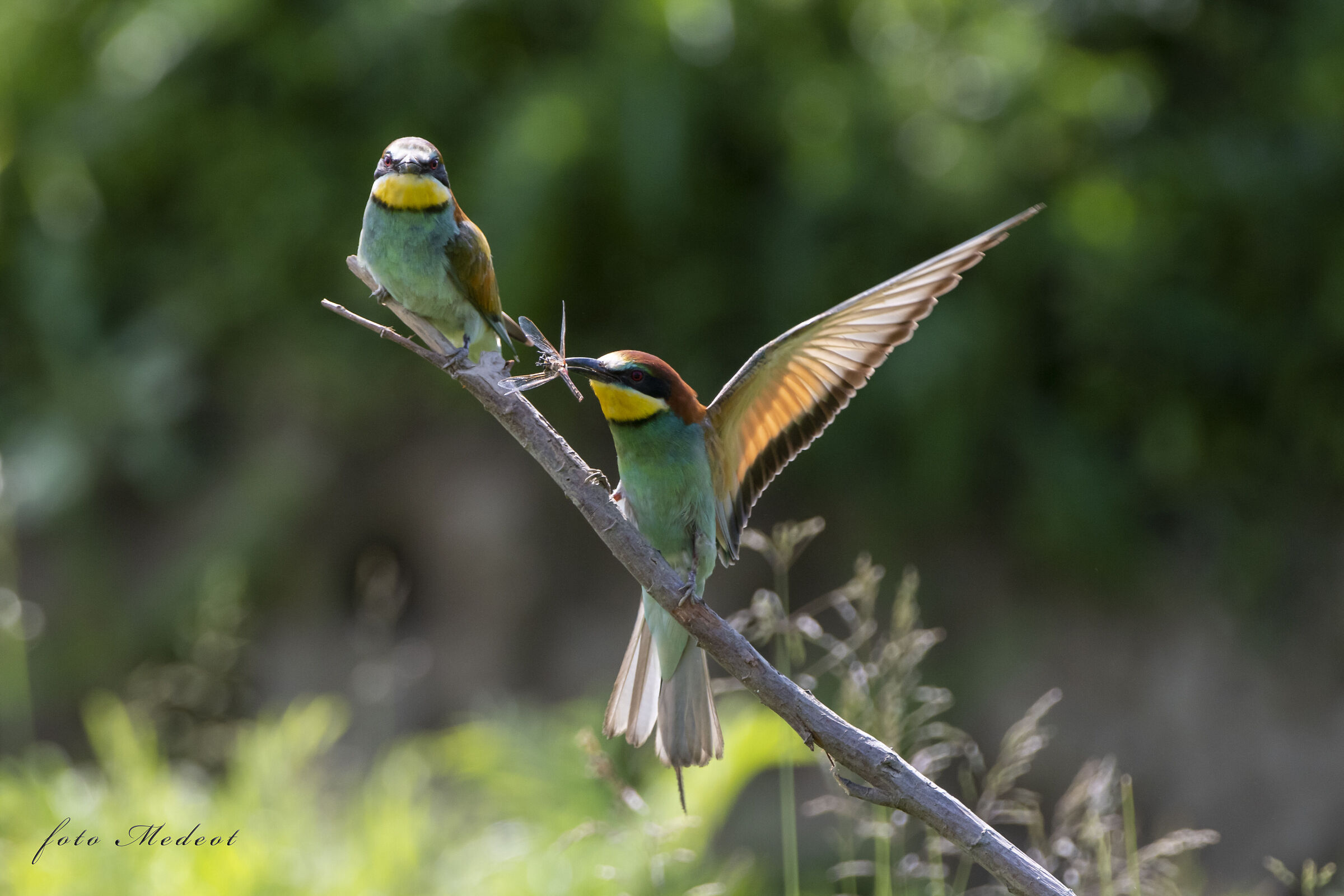 Gruccioni e libellula