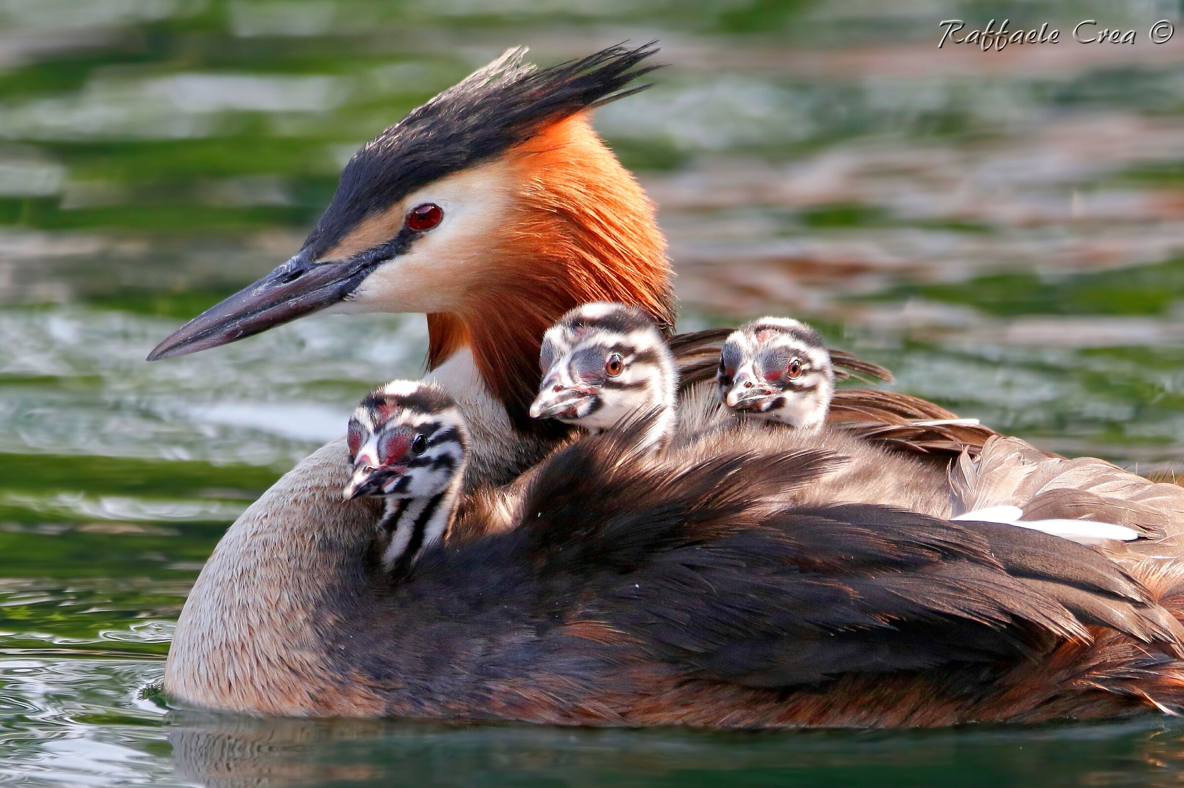 Svasso Maggiore: La Famiglia attenta