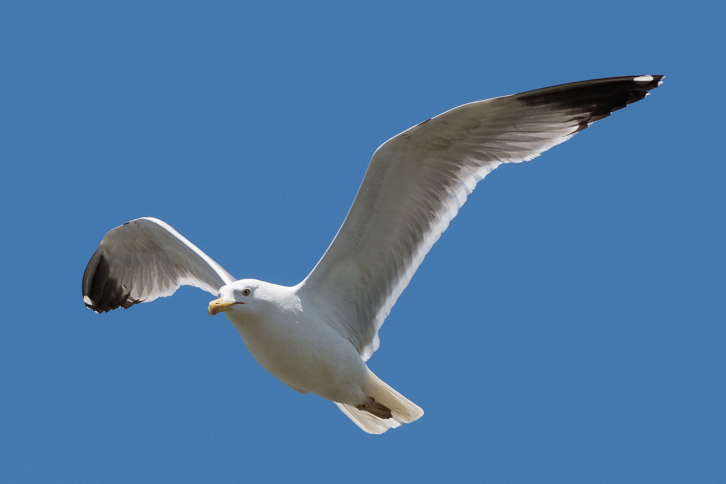 gull