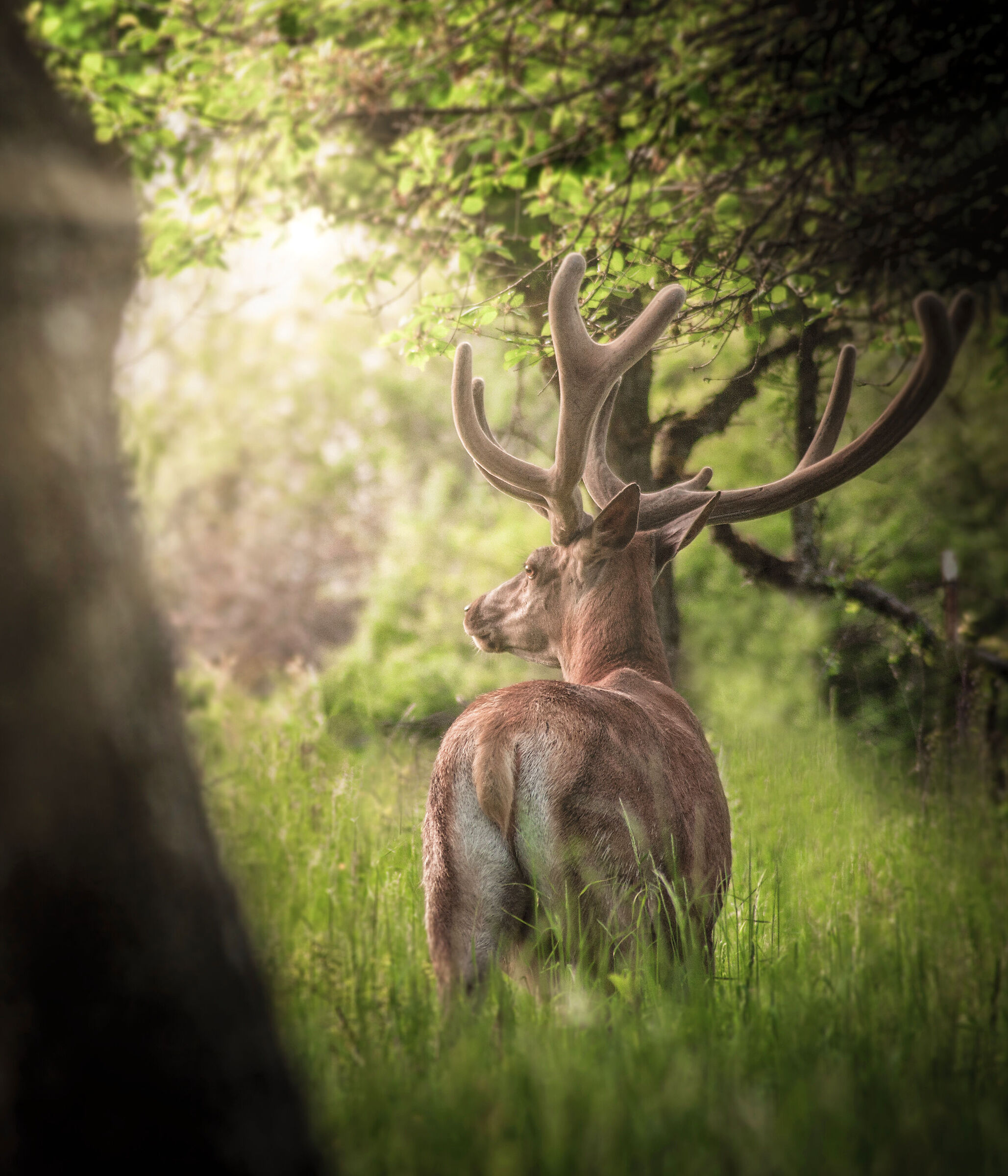 Il guardiano del bosco