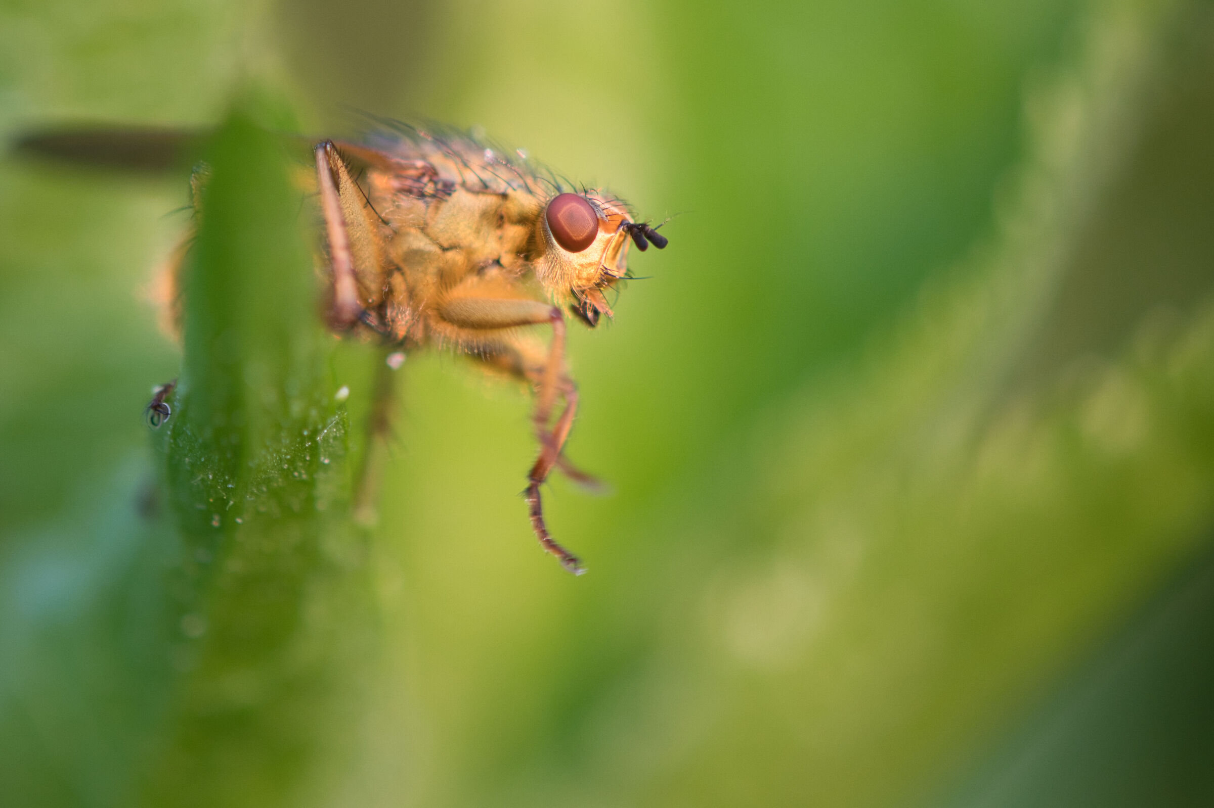 Golden Hour with a Golden Fly