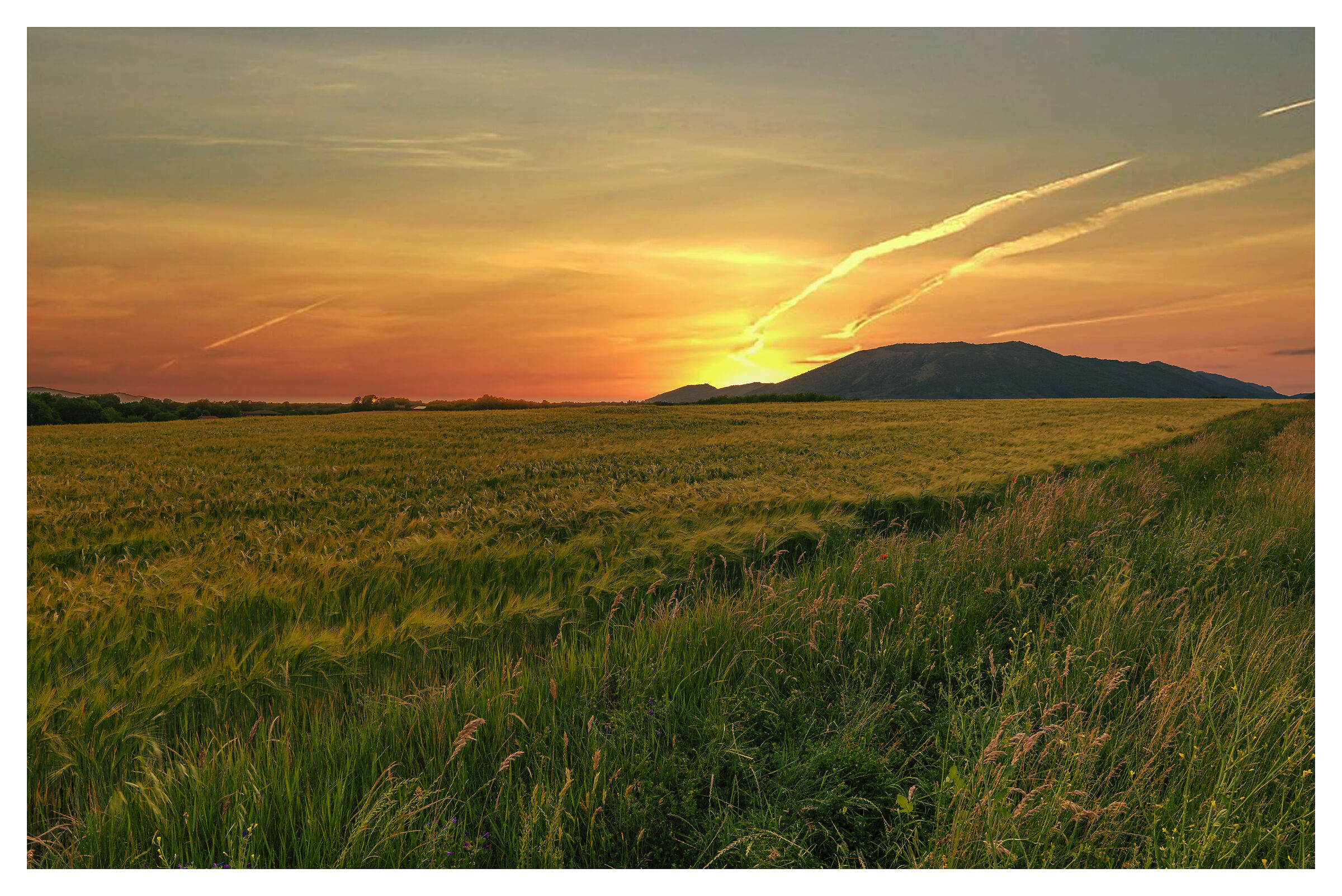 Barley field at sunset