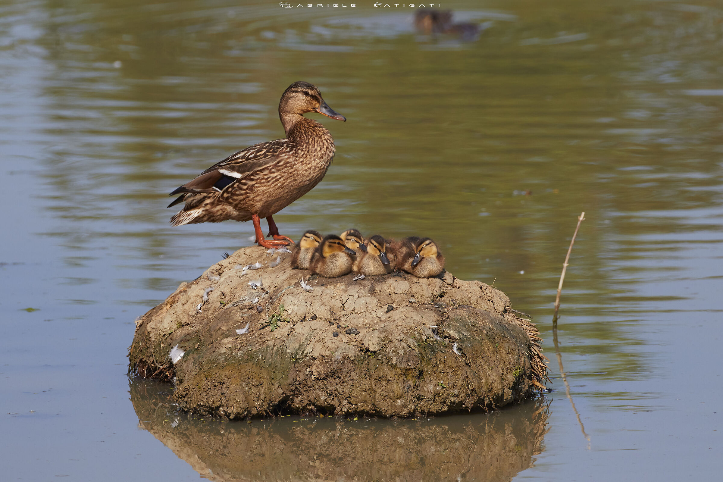 Mamma germano con piccoli