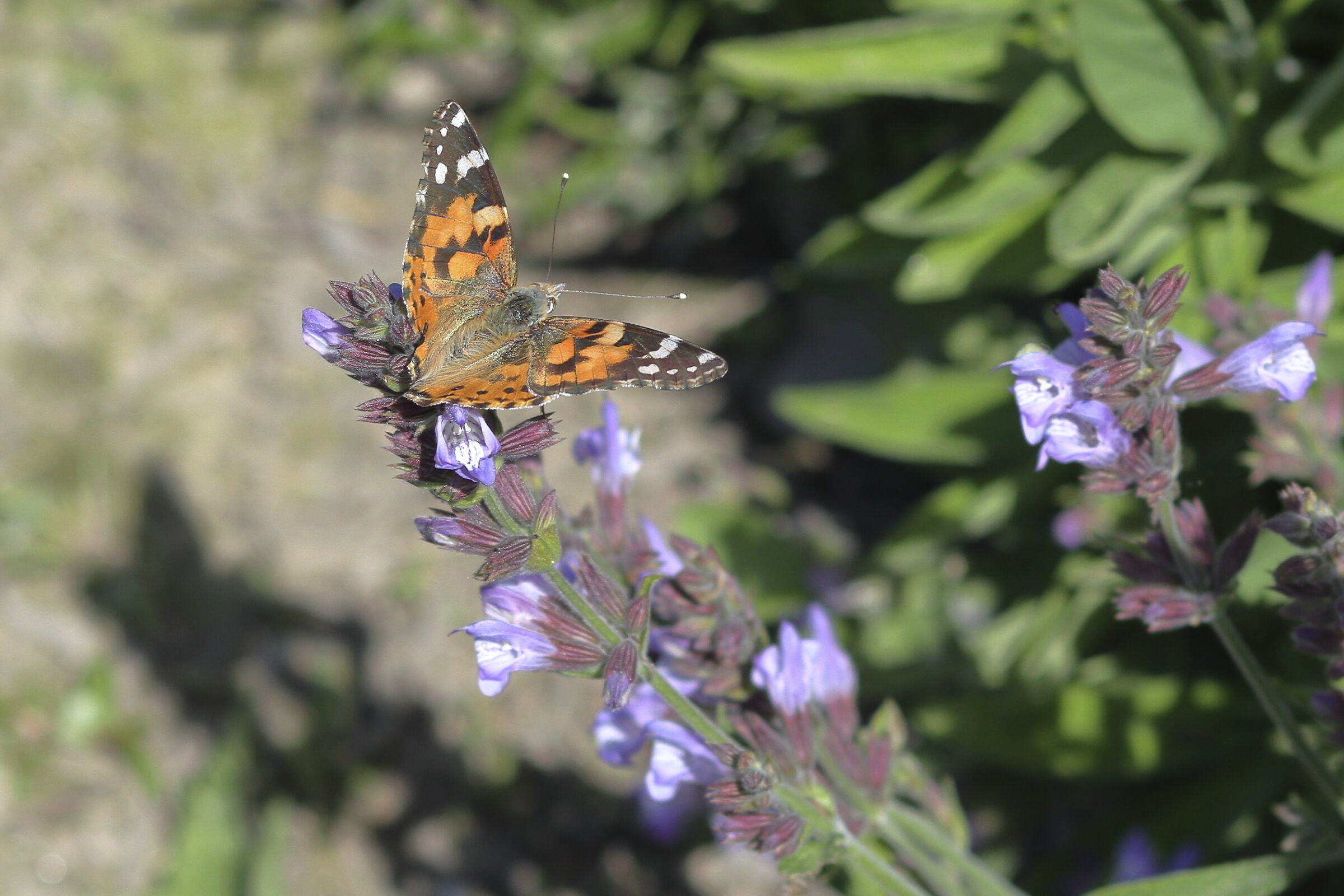 Fiori di Salvia e Farfalla