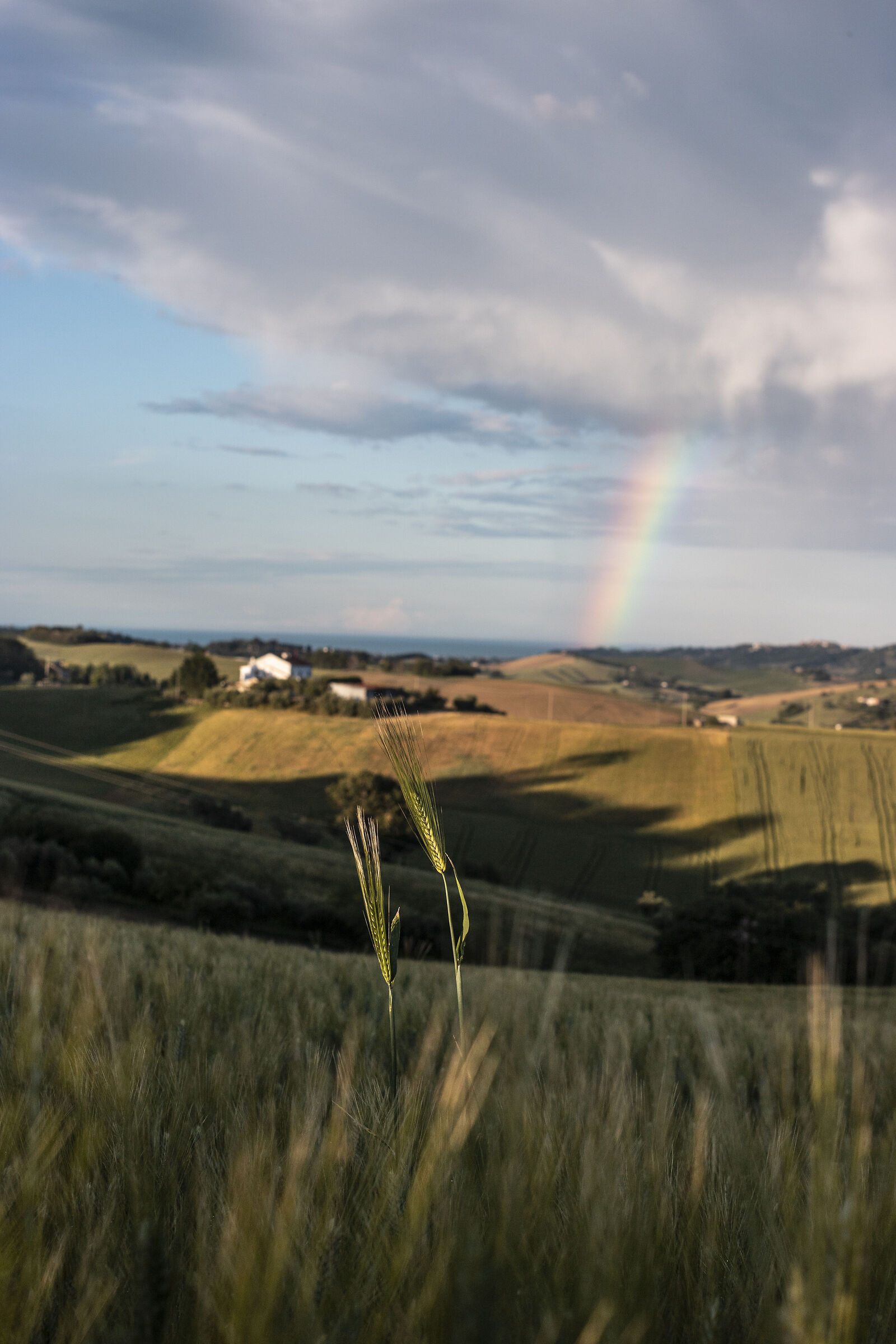 Two ears enjoy the rainbow