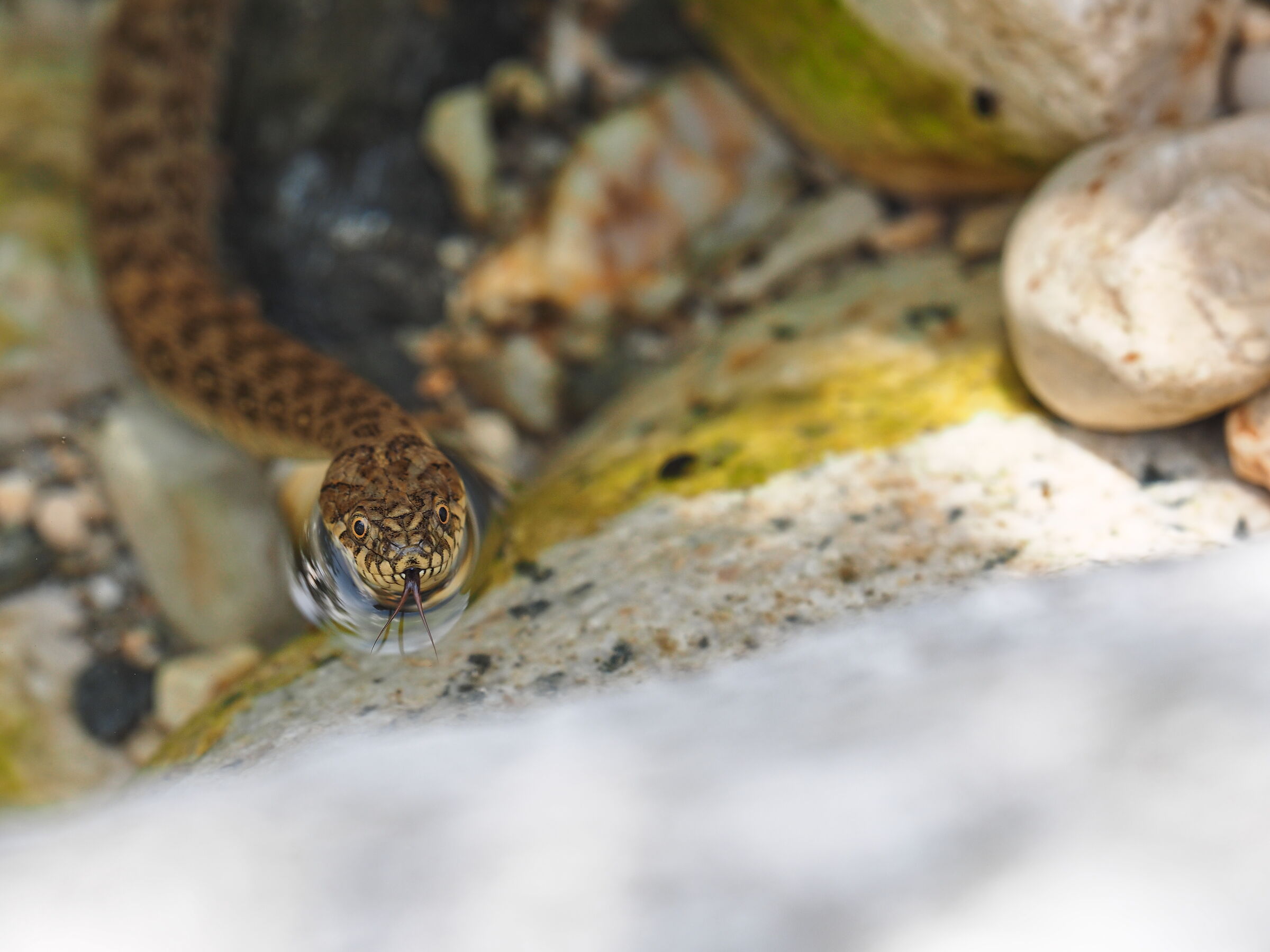 Natrice viperina (natrix maura)