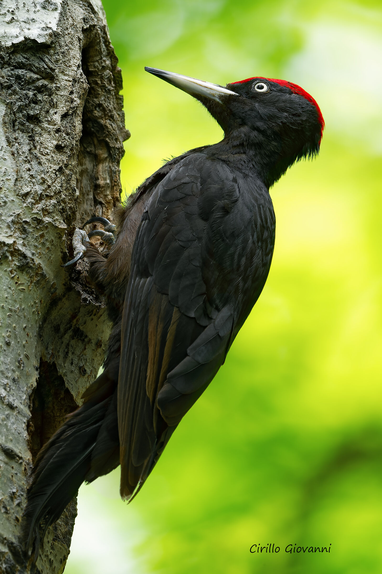 black woodpecker
