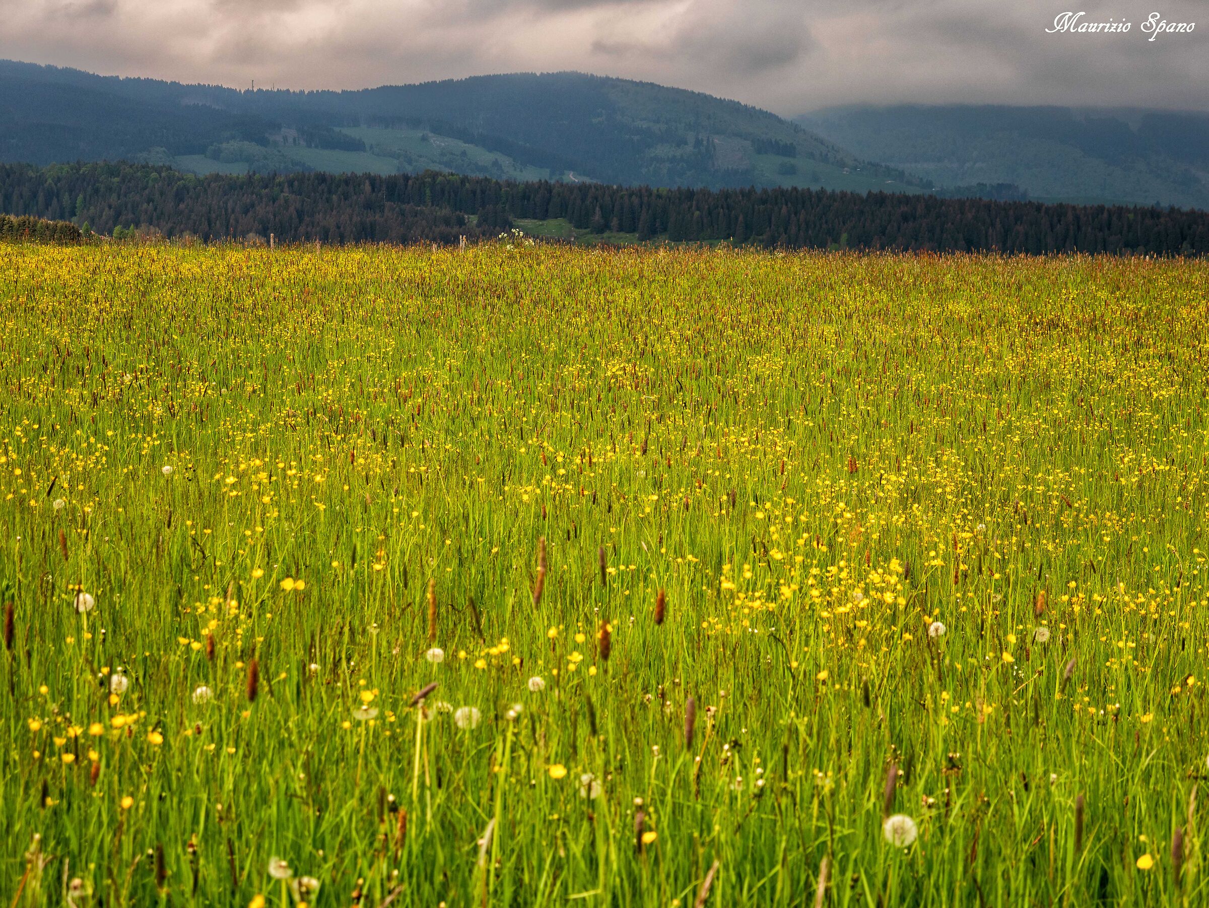 Lights in the meadows