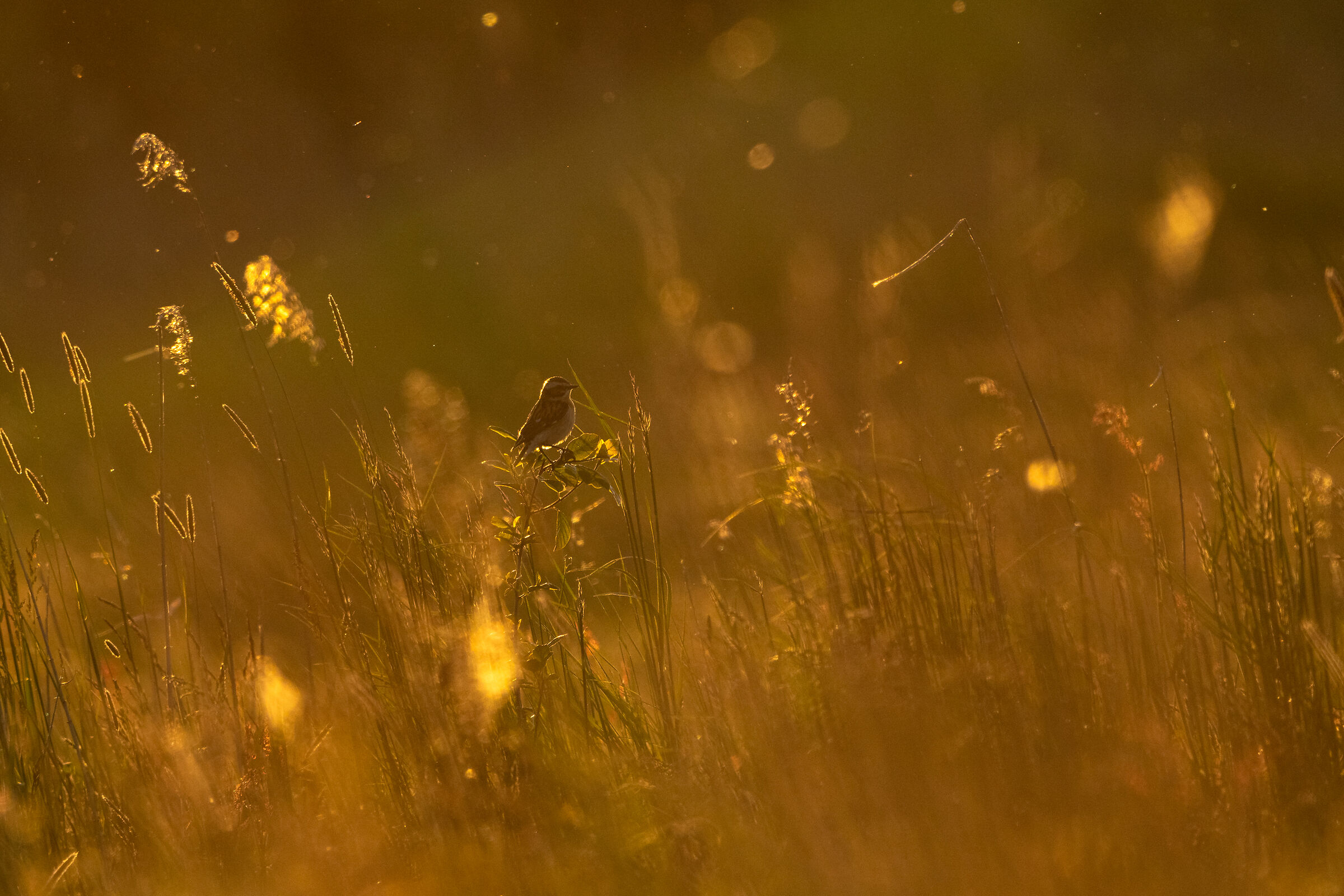 Whinchat negli ultimi raggi del sole